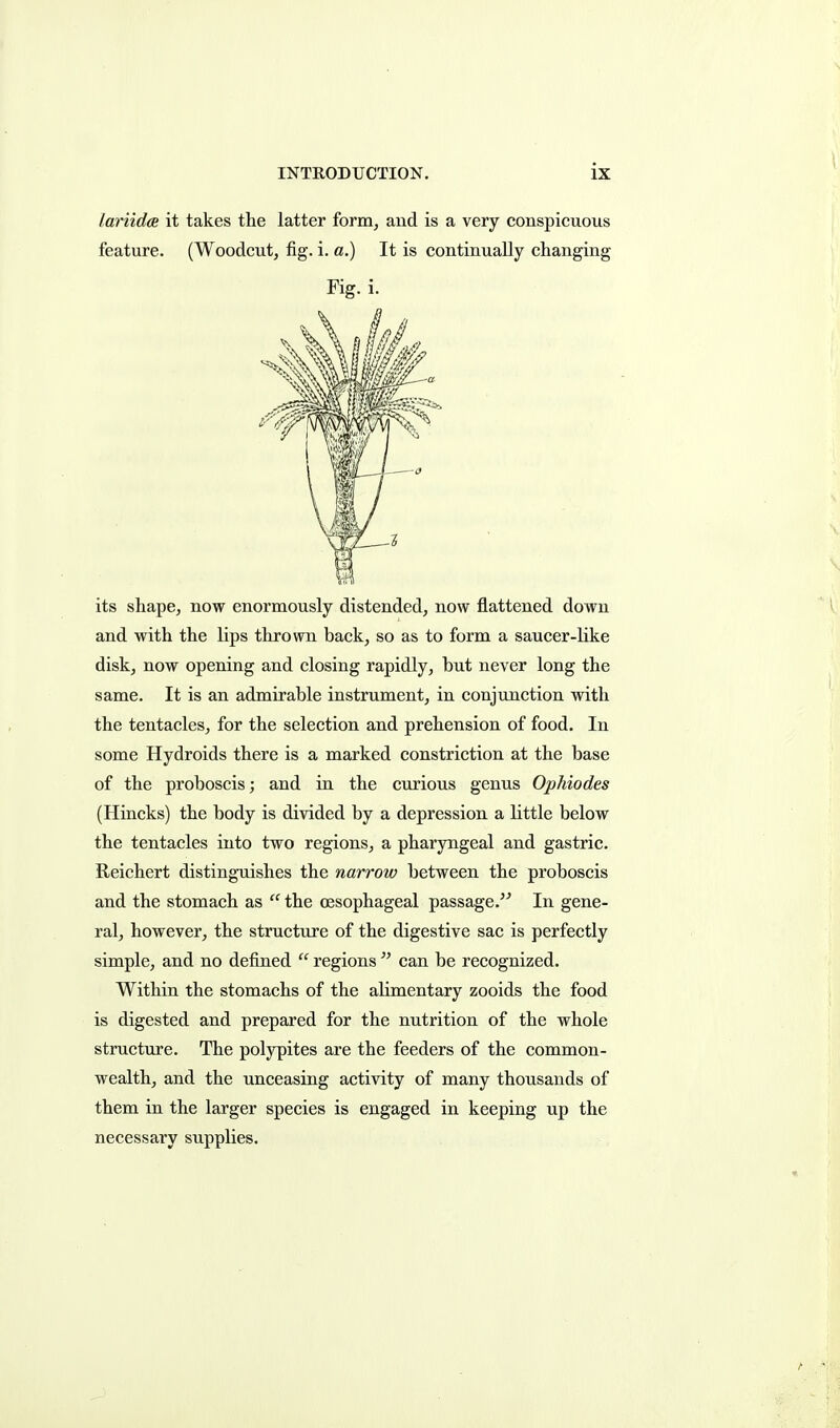 lariidce it takes the latter form, and is a very conspicuous feature. (Woodcut, fig. i. a.) It is continually changing Fig. i. its shape, now enormously distended, now flattened down and with the lips thrown back, so as to form a saucer-like disk, now opening and closing rapidly, but never long the same. It is an admirable instrument, in conjunction with the tentacles, for the selection and prehension of food. In some Hydroids there is a marked constriction at the base of the proboscis; and in the curious genus Ophiodes (Hincks) the body is divided by a depression a little below the tentacles into two regions, a pharyngeal and gastric. Reichert distinguishes the narrow between the proboscis and the stomach as  the oesophageal passage. In gene- ral, however, the structure of the digestive sac is perfectly simple, and no defined  regions  can be recognized. Within the stomachs of the alimentary zooids the food is digested and prepared for the nutrition of the whole structure. The polypites are the feeders of the common- wealth, and the unceasing activity of many thousands of them in the larger species is engaged in keeping up the necessary supplies.