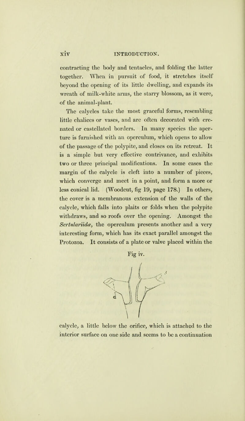 contracting the body and tentacles, and folding the latter together. When in pursuit of food, it stretches itself beyond the opening of its little dwelling, and expands its wreath of milk-white arms, the starry blossom, as it were, of the animal-plant. The calycles take the most graceful forms, resembling little chalices or vases, and are often decorated with cre- nated or castellated borders. In many species the aper- ture is furnished with an opercidum, which opens to allow of the passage of the polypite, and closes on its retreat. It is a simple but very effective contrivance, and exhibits two or three principal modifications. In some cases the margin of the calycle is cleft into a number of pieces, which converge and meet in a point, and form a more or less conical lid. (Woodcut, fig 19, page 178.) In others, the cover is a membranous extension of the walls of the calycle, which falls into plaits or folds when the polypite withdraws, and so roofs over the opening. Amongst the Sertulariida, the operculum presents another and a very interesting form, which has its exact parallel amongst the Protozoa. It consists of a plate or valve placed within the calycle, a little below the orifice, which is attached to the interior surface on one side and seems to be a continuation Fig iv.