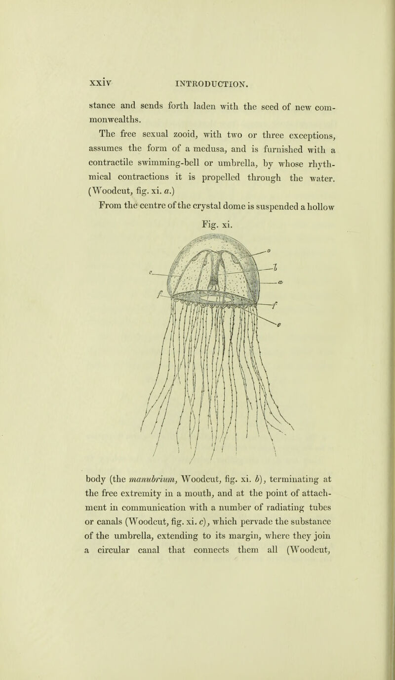 stance and sends forth laden with the seed of new com- monwealths. The free sexual zooid, with two or three exceptions, assumes the form of a medusa, and is furnished with a contractile swimming-bell or umbrella, by whose rhyth- mical contractions it is propelled through the water. (Woodcut, fig. xi. a.) From the centre of the crystal dome is suspended a hollow Fig. xi. body (the manubrium, Woodcut, fig. xi. b), terminating at the free extremity in a mouth, and at the point of attach- ment in communication with a number of radiating tubes or canals (Woodcut, fig. xi. c), which pervade the substance of the umbrella, extending to its margin, where they join a circular canal that connects them all (Woodcut,