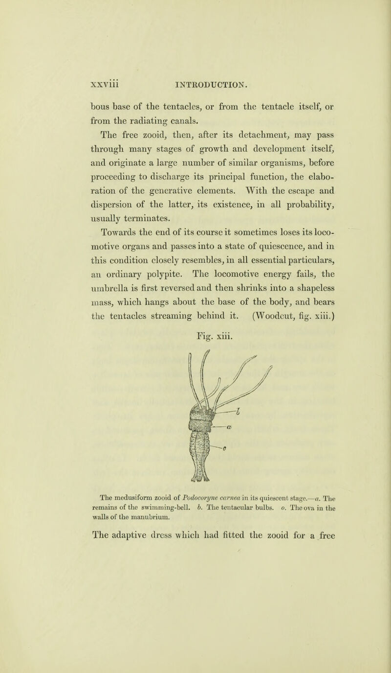 bous base of the tentacles, or from the tentacle itself, or from the radiating canals. The free zooid, then, after its detachment, may pass through many stages of growth and development itself, and originate a large number of similar organisms, before proceeding to discharge its principal function, the elabo- ration of the generative elements. With the escape and dispersion of the latter, its existence, in all probability, usually terminates. Towards the end of its course it sometimes loses its loco- motive organs and passes into a state of quiescence, and in this condition closely resembles, in all essential particulars, an ordinary polypite. The locomotive energy fails, the umbrella is first reversed and then shrinks into a shapeless mass, which hangs about the base of the body, and bears the tentacles streaming behind it. (Woodcut, fig. xiii.) Fig. xiii. The medusifonn zooid of Podocoryne cctrnea in its quiescent stage.—a. The remains of the swimming-bell. b. The tentacular bulbs, o. The ova in the walls of the manubrium. The adaptive dress which had fitted the zooid for a free