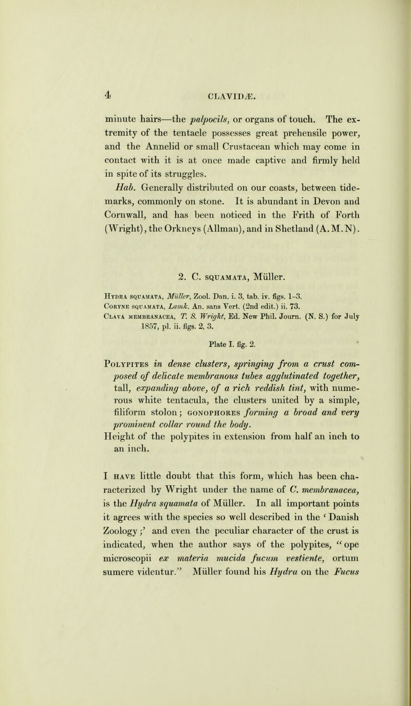 minute hairs—the palpocils, or organs of touch. The ex- tremity of the tentacle possesses great prehensile power, and the Annelid or small Crustacean which may come in contact with it is at once made captive and firmly held in spite of its struggles. Hab. Generally distributed on our coasts, between tide- marks, commonly on stone. It is abundant in Devon and Cornwall, and has been noticed in the Frith of Forth (Wright), the Orkneys (Allman), and in Shetland (A.M.N). 2. C. SQUAMATA, Muller. Hydha SQUAMATA, Mulkr, Zool. Dan. i. 3, tab. iv. figs. 1-3. CoRYNE SQUAMATA, Lamlc. An. sans Vert. (2nd edit.) ii. 73. Clava membranacea, T. 8. Wright, Ed. New Phil. Journ. (N. S.) for July 1857, pi. ii. figs. 2, 3. Plate I. fig. 2. PoLYPiTES in dense clusters, springing from a crust com- posed of delicate membranous tubes agglutinated together, tall, expanding above, of a rich reddish tint, with nume- rous white tentacula, the clusters united by a simple, filiform stolon; gonophores forming a broad and very prominent collar round the body. Height of the polypites in extension from half an inch to an inch. I HAVE little doubt that this form, which has been cha- racterized by Wright under the name of C. membranacea, is the Hydra squamata of Miiller. In all important points it agrees with the species so well described in the ' Danish Zoologyand even the peculiar character of the crust is indicated, when the author says of the polypites, ope microscopii ex materia mucida fucum vestiente, ortum sumere videntur. Muller found his Hydra on the Fucus