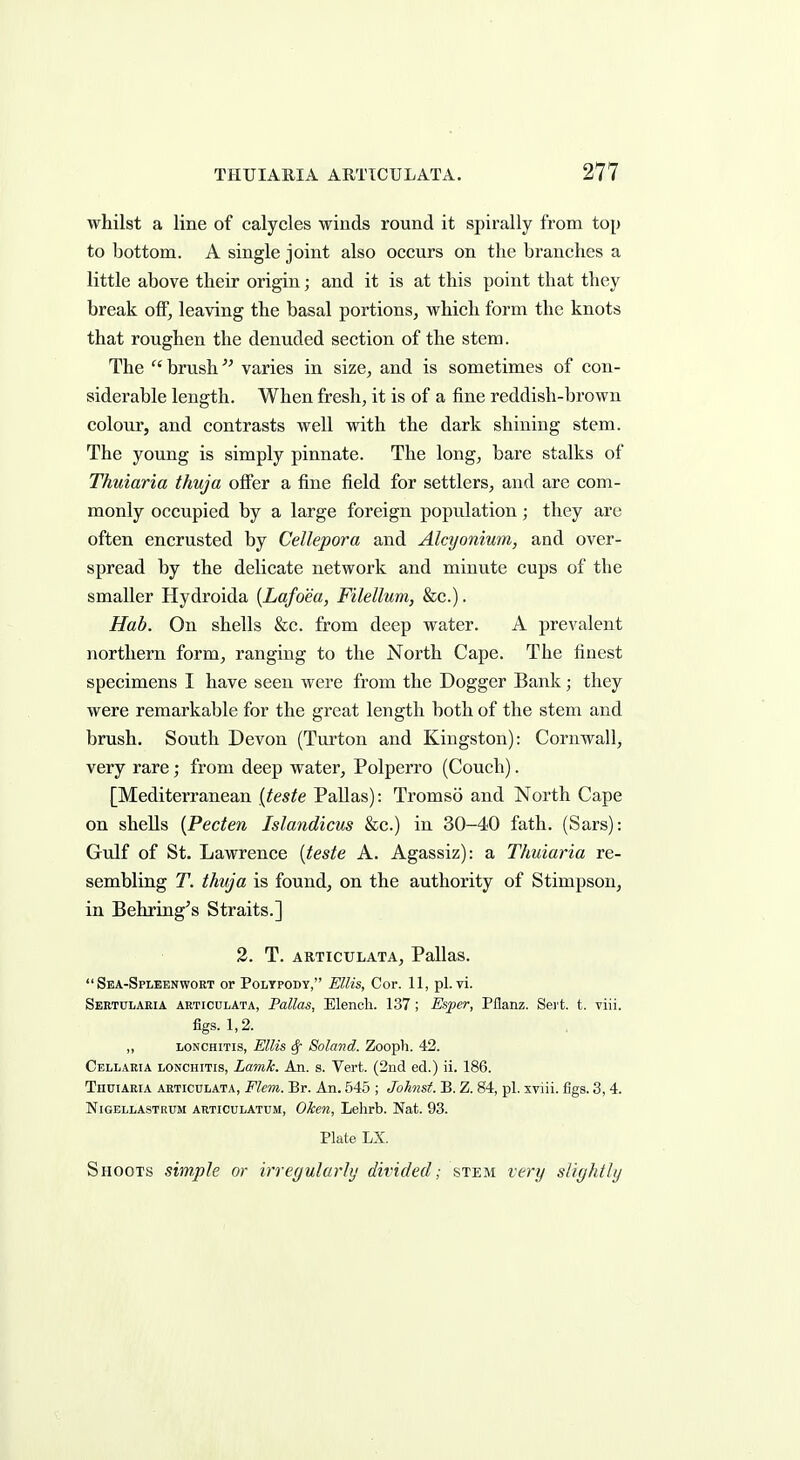 whilst a line of calycles winds round it spirally from top to bottom. A single joint also occurs on the branches a little above their origin; and it is at this point that they break off, leaving the basal portions, which form the knots that roughen the denuded section of the stem. The  brush varies in size, and is sometimes of con- siderable length. When fresh, it is of a fine reddish-brown colour, and contrasts well with the dark shining stem. The young is simply pinnate. The long, bare stalks of Thuiaria thuja offer a fine field for settlers, and are com- monly occupied by a large foreign population; they are often encrusted by Cellepora and Alnjonium, and over- spread by the delicate network and minute cups of the smaller Hydroida [Lafoea, Filellum, &c.). Hab. On shells &c. from deep water. A prevalent northern form, ranging to the North Cape. The finest specimens I have seen were from the Dogger Bank ; they were remarkable for the great length both of the stem and brush. South Devon (Turton and Kingston): Cornwall, very rare; from deep water, Polperro (Couch). [Mediterranean {teste Pallas): Tromso and North Cape on shells {Pecten Islandicus &c.) in 30-40 fath. (Sars): Gulf of St. Lawrence [teste A. Agassiz): a Thuiaria re- sembling T. thuja is found, on the authority of Stimpson, in Behring^s Straits.] 2. T. ARTicuLATA, Pallas.  Sea-Spleenwort or Poltpoby, Ellis, Cor. 11, pi. vi. Sertularia ARTICULATA, Pallas, Elencli. 137; Esper, Pflanz. Sert. t. viii. figs. 1,2. ,, LONCHiTis, Ellis ^ Soland. Zooph. 42. Cell ARIA lonchitis, Lamk. An. s. Vert. (2iid ed.) ii. 186. TnuiAEiA ARTICULATA, Flem. Br. An. 545 ; Johnst. B. Z. 84, pi. xviii. figs. 3, 4. NiGBLLASTRUM ARTicuLATUM, OTccn, Lelirb. Nat. 93. Plate LX. Shoots simple or irregularly divided; stem very slightly