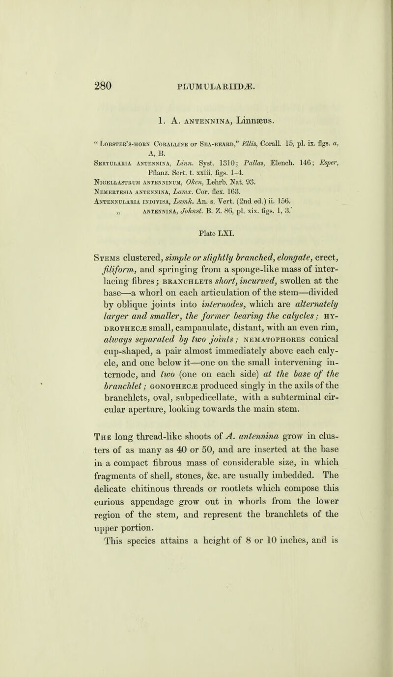 1. A. ANTENNiNAj Linnseus.  Lobster's-hoen Coralline or Sea-beard, Ellis, Corall. 15, pi. ix. figs, a, A, B. Sebtulakia antennina, Linn. Syst. 1310; Pallas, Elench. 146; Esper, Pflanz. Sert. t. xxiii. figs. 1-4. NiGELLASTRUM ANTENNiNUM, Okcn, Lelirb. Nat. 93. Nemertesia antennina, Lamx. Cor. flex. 163. Antennularia indivisa, LamJc. An. s. Vert. (2nd ed.) ii. 156. „ antennina, Johnst. B. Z. 86, pi. xix. figs. 1, 3.' Plate LXI, Stems clustered, simple or slightly branched, elongate, erect, filiform, and springing from a sponge-like mass of inter- lacing fibres; branchlets short, incurved, swollen at the base—a whorl on each articulation of the stem—divided by oblique joints into internodes, which are alternately larger and smaller, the former bearing the calycles; hy- drothecjE small, campanulate, distant, with an even rim, always separated by two joints; nematophokes conical cup-shaped, a pair almost immediately above each caly- cle, and one below it—one on the small intervening in- ternode, and two (one on each side) at the base of the branchlet; gonothec^ produced singly in the axils of the branchlets, oval, subpedicellate, with a subterminal cir- cular aperture, looking towards the main stem. The long thread-like shoots of A. antennina grow in clus- ters of as many as 40 or 50, and are inserted at the base in a compact fibrous mass of considerable size, in which fragments of shell, stones, &c. are usually imbedded. The delicate chitinous threads or rootlets which compose this curious appendage grow out in whorls from the lower region of the stem, and represent the branchlets of the upper portion. This species attains a height of 8 or 10 inches, and is