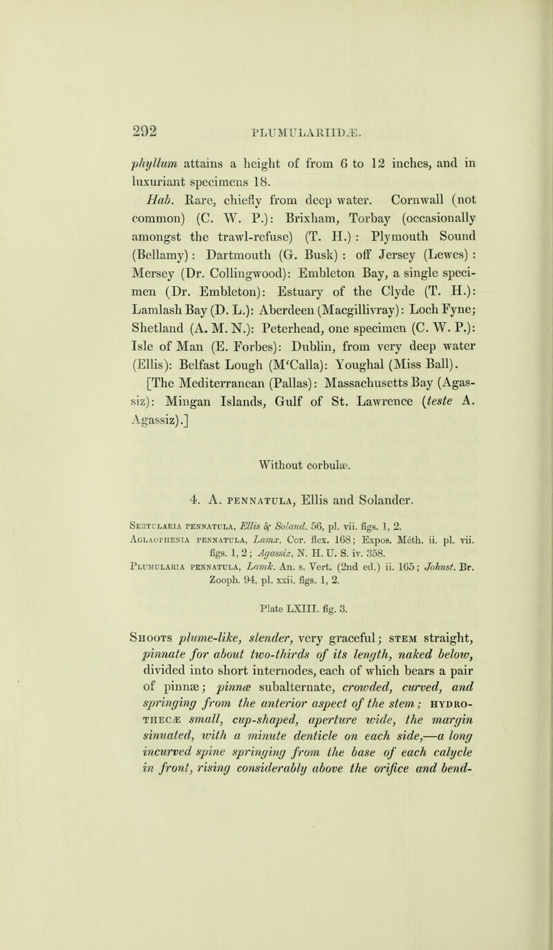 phyllum attains a height of from 6 to 12 inches, and in luxuriant specimens 18. Hab. Rare, chiefly from deep water. Cornwall (not common) (C. W. P.): Brixham, Torbay (occasionally amongst the trawl-refuse) (T. H.) : Plymouth Sound (Bellamy): Dartmouth (Gr. Busk) : oflf Jersey (Lewes) : Mersey (Dr. CoUingwood): Embleton Bay, a single speci- men (Dr. Embleton): Estuary of the Clyde (T. H.): LamlashBay (D. L.): Aberdeen (Macgillivray): LochFyne; Shetland (A. M. N.): Peterhead, one specimen (C. W. P.): Isle of Man (E. Forbes): Dublin, from very deep water (Ellis): Belfast Lough (M'Calla): Youghal (Miss Ball). [The Mediterranean (Pallas): Massachusetts Bay (Agas- siz): Mingan Islands, Gulf of St. Lawrence {teste A. Agassiz).] Without corbuluB. 4. A. PENNATULA, Ellis and Solander. Seuti-laria pennatula, Ellis S( Soland. 56, pi. vii. figs. 1, 2. Aglaoi'iienia pennatula, Lamx. Cor. flex. 168; Expos. Meth. ii. pi. vii. figs. 1, 2 ; Agassiz, N. H. U. S. iv. 358. Plujiularia pennatula, Lamk. An. s. Vert. (2nd ed.) ii. 165; Johnsf.Br. Zooph. 94, pi. xxii. figs. 1, 2. Plate LXIII. fig. 3. Shoots plume-like, slender, very graceful; stem straight, pinnate for about two-thirds of its length, naked below, divided into short internodes, each of which bears a pair of pinnse; pinnce subalternate, crowded, curved, and springing from the anterior aspect of the stem; hydro- THEC/E small, cup-shaped, aperture wide, the margin sinuated, tvith a minute denticle on each side,—a long incurved spine springing from the base of each calycle in front, rising considerably above the orifice and bend-