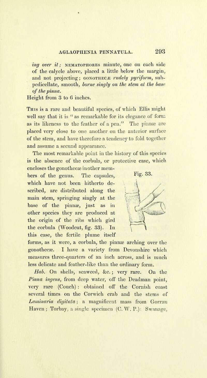 ing over it; nematophores minute, one on each side of the calycle above, placed a little below the margin, and not projecting; gonothec^ rudely pyriform, sub- pedicellate, smooth, borne singly on the stem at the base of the pinna. Height from 3 to 6 inches. This is a rare and beautiful species, of which Ellis might well say that it is  as remarkable for its elegance of form as its likeness to the feather of a pen. The piunse arc placed very close to one another on the anterior surface of the stem, and have therefore a tendency to fold together and assume a seeund appearance. The most remarkable point in the history of this species is the absence of the corbula, or protective case, which encloses the gonothecae in other mem- bers of the genus. The capsules, -^^S- which have not been hitherto de- scribed, are distributed along the main stem, springing singly at the base of the pinnae, just as in other species they are produced at the origin of the ribs which gird the corbula (Woodcut, fig. 33). In this case, the fertile plume itself forms, as it were, a corbula, the pinnae arching over the gonothecae. I have a variety from Devonshire which measures three-quarters of an inch across, and is much less delicate and feather-like than the ordinary form. Hab. On shells, seaweed, &c.; very rare. On the Pinna ingens, from deep water, off the Deadman point, very rare (Couch) : obtained off the Cornish coast several times on the Corwich crab and the stems of Laminaria digitata; a magnificent mass from Gorran Haven ; Torbay, a siuglc specimen (C. W. P.); Swanage,