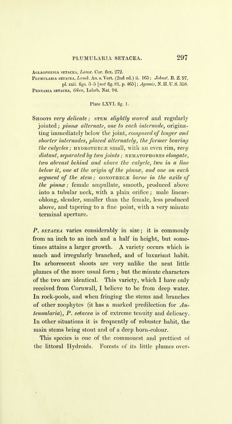 Aglaophenia SETACEA, Lamx. Cor. flex. 272. Plumularia SETACEA, Lamk. An. s. Vert. (2nd ed.) ii. 165; Johnst. B. Z. 97, pi. xxii. figs. 3-5 [not fig. 81, p. 465] ; Agassiz, N.H.U.S. 358. Pennaria SETACEA, Oketi, Lehrb. Nat. 94. PJate LXVI. fig. 1. Shoots very delicate; stem slightly waved and regularly jointed; pinna alternate, one to each internode, origina- ting immediately below the joints composed of longer and shorter internodes, placed alternately, the former bearing the calycles; hydrothec^ small, with an even rim, very distant, separated by two joints; nematophores elongate, two abreast behind and above the calycle, two in a line below it, one at the origin of the pinnce, and one on each segment of the stem; gonothec^: borne in the aooils of the pinncs; female ampullate, smooth, produced above into a tubular neck, with a plain orifice; male linear- oblong, slender, smaller than the female, less produced above, and tapering to a fine point, with a very minute terminal aperture. P. SETACEA varies considerably in size; it is commonly from an inch to an inch and a half in height, but some- times attains a larger growth. A variety occurs which is much and irregularly branched, and of luxuriant habit. Its arborescent shoots are very unlike the neat little plumes of the more usual form; but the minute characters of the two are identical. This variety, which I have only received from Cornwall, I believe to be from deep water* In rock-pools, and when fringing the stems and branches of other zoophytes (it has a marked predilection for An- tennularid), P. setacea is of extreme tenuity and delicacy. In other situations it is frequently of robuster habit, the main stems being stout and of a deep horn-colour. This species is one of the commonest and prettiest of the littoral Hydroids. Forests of its little plumes over-