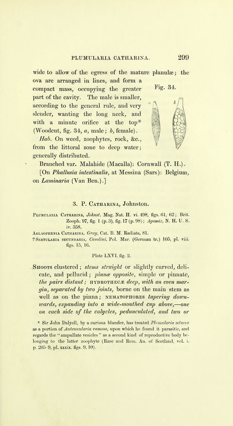 wide to allow of the egress of the mature planulse; the ova are arranged in lines, and form a compact mass, occupying the greater Fig. 34. part of the cavity. The male is smaller, according to the general rule, and very slender, wanting the long neck, and with a minute orifice at the top* (Woodcut, fig. 34, a, male; h, female). Hah. On weed, zoophytes, rock, &c., from the littoral zone to deep water; generally distributed. Branched var. Malahide (Macalla): Cornwall (T. H.). [On Phallusia intestinalis, at Messina (Sars): Belgium, on Laminaria (Van Ben.).] 3. P. Catharina, Johnston. Plumularia Catharina, Johnst. Mag. Nat. II. vi. 498, figs. 61, 62; Brit. Zooph. 97, fig. 1 (p. 3), fig. 17 (p. 98); Agassis, N. H. U. S. iv. 358. Aglaopiienia Catharina, Gray, Cat. B. M. Eadiata, 81. ?Sertularia secundaria, Cavolini, Pol. Mar. (German tr.) 105, pi. viii. figs. 15, 16. Plate LXVI. fig. 2. . Shoots clustered; stems straight or slightly curved, deli- cate, and pellucid; pinna opposite, simple or pinnate, the pairs distant; hydrothec^ deep, ivith an even mar- gin, separated by two joints, home on the main stem as well as on the pinna; nematophores tapering dotvn- wards, expanding into a wide-mouthed cup above,—one on each side of the calycles, peduncidated, and two or * Sir John Dalyell, by a curious blunder, has treated Plumularia setacea as a portion of Antennularia ramosa, upon which he found it parasitic, and regards the  ampullate vesicles  as a second kind of reproductive body be- longing to the latter zoophyte (Rare and Rem. An. of Scotland, vol. i. p. 205-9, pi. xxxix. figs. 9,10).