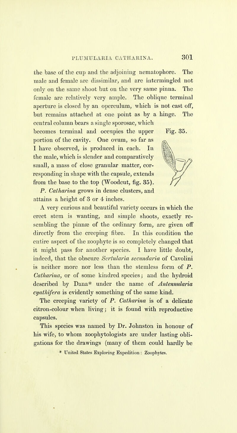 the base of the cup and the adjoining nematophore. The male and female are dissimilar, and are intermingled not only on the same shoot but on the very same pinna. The female are relatively very ample. The oblique terminal aperture is closed by an operculum, which is not cast off, but remains attached at one point as by a hinge. The central column bears a single sporosac, which becomes terminal and occupies the upper Fig. 35. portion of the cavity. One ovum, so far as I have observed, is produced in each. In the male, which is slender and comparatively small, a mass of close granular matter, cor- responding in shape with the capsule, extends from the base to the top (Woodcut, fig. 35). P. Catharina grows in dense clusters, and attains a height of 3 or 4 inches. A very curious and beautiful variety occurs in which the erect stem is wanting, and simple shoots, exactly re- sembling the pinnae of the ordinary form, are given off directly from the creeping fibre. In this condition the entire aspect of the zoophyte is so completely changed that it might pass for another species. I have little doubt, indeed, that the obscure Sertularia secundaria of Cavolini is neither more nor less than the stemless form of P. Catharina, or of some kindred species; and the hydroid described by Dana* under the name of Antennularia cyathifera is evidently something of the same kind. The creeping variety of P. Catharina is of a delicate citron-colour when living; it is found with reproductive capsules. This species was named by Dr. Johnston in honour of his wife, to whom zoophytologists are under lasting obli- gations for the drawings (many of them could hardly be * United States Exploring Expedition : Zoophytes.
