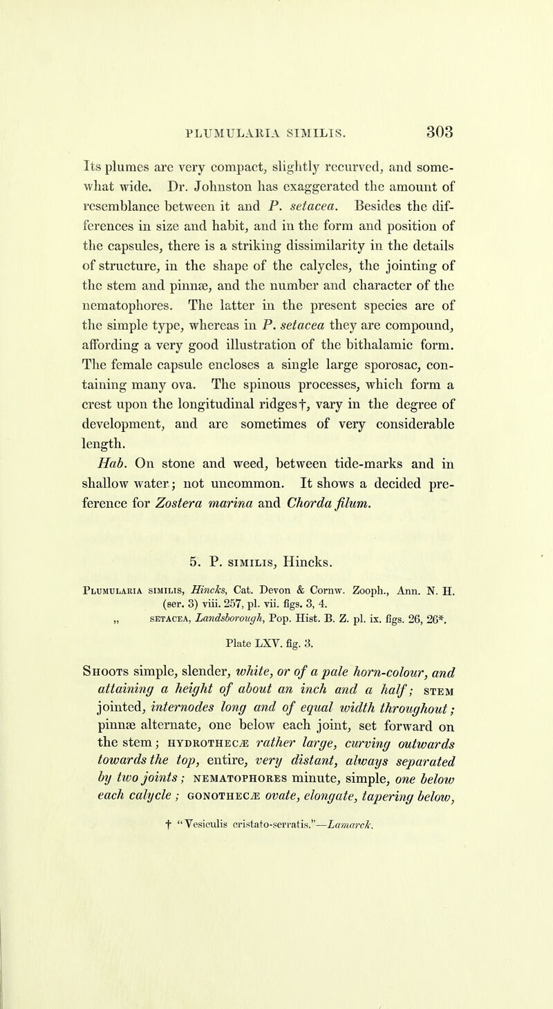 Its plumes are very compact^ slightly recurved, and some- what wide. Dr. Johnston has exaggerated the amount of resemblance between it and P. setacea. Besides the dif- ferences in size and habit, and in the form and position of the capsules, there is a striking dissimilarity in the details of structure, in the shape of the calycles, the jointing of the stem and pinnse, and the number and character of the nematophores. The latter in the present species are of the simple type, whereas in P. setacea they are compound, affording a very good illustration of the bithalamic form. The female capsule encloses a single large sporosac, con- taining many ova. The spinous processes, which form a crest upon the longitudinal ridges f, vary in the degree of development, and are sometimes of very considerable length. Hab. On stone and weed, between tide-marks and in shallow water; not uncommon. It shows a decided pre- ference for Zostera marina and Chorda filum. 5. P. SIMILIS, Hincks. Plumularia SIMILIS, Hincks, Cat. Devon & Cornw. Zooph., Ann. N. H. (ser. 3) viii. 257, pi. vii. figs. 3, 4. „ SETACEA, Landsborough, Pop. Hist. B. Z. pi. ix. figs. 26, 26*. Plate LXV. fig. 3. Shoots simple, slender, white, or of a pale horn-colour, and attaining a height of about an inch and a half; stem jointed, internodes long and of equal width throughout; pinnse alternate, one below each joint, set forward on the stem; HYDROTHECiE rather large, curving outwards towards the top, entire, very distant, always separated by tivo joints; nematophores minute, simple, one below each calycle ; GONOTHECiE ovate, elongate, tapering below, t  Vesieulis cristato-serratis.—Lamarck.