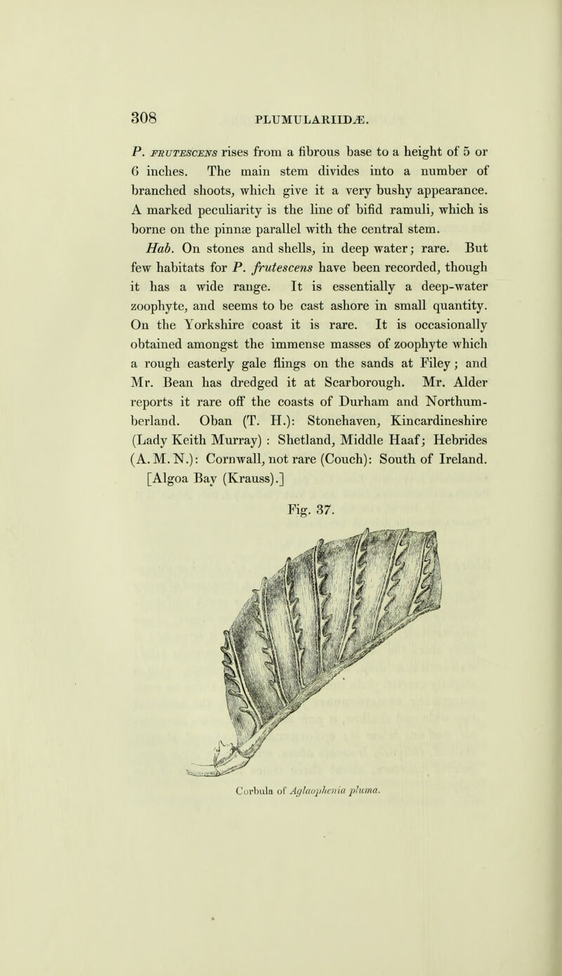 P. FEUTESCENs rises from a fibrous base to a height of 5 or 6 inches. The main stem divides into a number of branched shoots, which give it a very bushy appearance. A marked peculiarity is the line of bifid ramuli, which is borne on the pinnse parallel with the central stem. Hab. On stones and shells, in deep water; rare. But few habitats for P. frutescens have been recorded, though it has a wide range. It is essentially a deep-water zoophyte, and seems to be cast ashore in small quantity. On the Yorkshire coast it is rare. It is occasionally obtained amongst the immense masses of zoophyte which a rough easterly gale flings on the sands at Filey; and Mr. Bean has dredged it at Scarborough, Mr. Alder reports it rare off the coasts of Durham and Northum- berland. Oban (T. H.): Stonehaven, Kincardineshire (Lady Keith Murray) : Shetland, Middle Haaf; Hebrides (A. M.N.): Cornwall, not rare (Couch): South of Ireland. [Algoa Bay (Krauss).] Fig. 37. Cui-bula of Aghuqjhcnia pJuma.