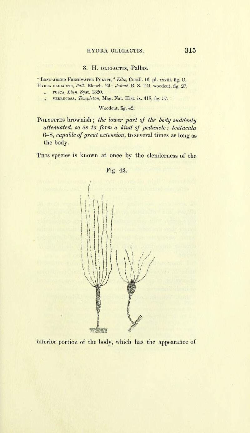 3. H. OLIGACTIS, Pallas. '' Long-armed Freshwater Polype, Ellis, Corall. 16, pi. xxviii. fig. C. Hydra oligactis, Pall. Elencb. 29; Johnst. B. Z. 124, woodcut, fig. 27. „ pusca. Linn. Syst. 1320. ,, VERRUCOSA, Tcmpleton, Mag. Nat. Hist. ix. 418, fig. 57. Woodcut, fig. 42. PoLYPiTEs brownish ; the lower part of the body suddenly attenuated, so as to form a kind of peduncle; tentacula 6-8, capable of great extension, to several times as long as the body. This species is known at once by the slenderness of the Fig. 42. inferior portion of the body, which has the appearance of