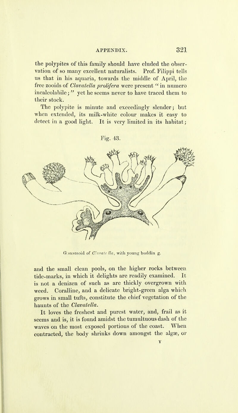 the polypites of this family should have eluded the obser- vation of so many excellent naturalists. Prof. Filippi tells us that in his aquaria^ towards the middle of April^ the free zooids of Clavatella prolifera were present  in numero incalcolahile;  yet he seems never to have traced them to their stock. The polypite is minute and exceedingly slender; but when extended, its milk-white colour makes it easy to detect in a good light. It is very limited in its habitat; Fig. 43. Grjnozooid of C^'cafr Iln, with young buddin g. and the small clean pools, on the higher rocks between tide-marks, in which it delights are readily examined. It is not a denizen of such as are thickly overgrown with weed. Coralline, aad a delicate bright-green alga which grows in small tufts, constitute the chief vegetation of the haunts of the Clavatella. It loves the freshest and purest water, and, frail as it seems and is, it is found amidst the tumultuous dash of the waves on the most exposed portions of the coast. When contracted, the body shrinks down amongst the algae, or