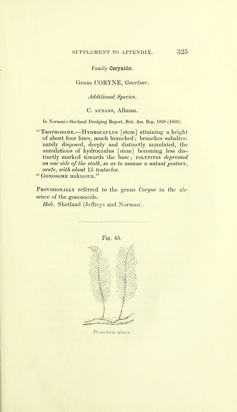 Family Corynidse. Genus CORYNE, Gaertner. Additional Species. C. NUTANS, Allman. In Norman's Shetland Dredging Report, Brit. Ass. Eep. 1868 (1869). Trophosome.—Hydrocaulus [stem] attaiuiug a height of about four lines, much branched; branches subalter- nately disposed, deeply and distinctly annulated, the annulatious of hydrocaulus [stem] becoming less dis- tinctly marked towards the base; polypites depressed on one side of the stalk, so as to assume a nutant jjosture, ovate, with about 15 tentacles.  Gonosome unknown. Provisionally referred to the genus Coryne in the al)- sence of the gonozooids. Hab. Shetland (Jeffreys and Norman). Piumulanu sducca.