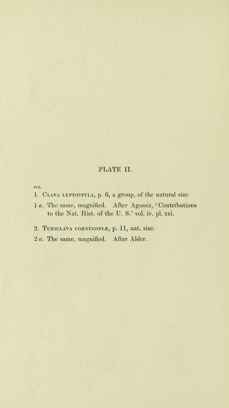 FIG. 1. Clava leptostylAj p. 6, a group, of the natural size. 1 a. The same, magnified. After Agassiz, ' Contributions to the Nat. Hist, of the U. S.' vol. iv. pi. xxi. 2. TuBicLAVA CORNUCOPIA, p. 11, nat. size. 2 a. The same, magnified. After Alder.