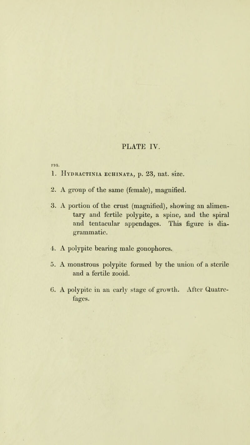 1. Hydractinia echinata, p. 23, nat. size. 2. A group of the same (female), magnified. 3. A portion of the crust (magnified), showing an alimen- tary and fertile polypite, a spine, and the spiral and tentacular appendages. This figure is dia- grammatic. 4. A polypite bearing male gonophores. 5. A monstrous polypite formed by the union of a sterile and a fertile zooid. (j. A polypite in an early stage of growth. After Quatrc- fages.
