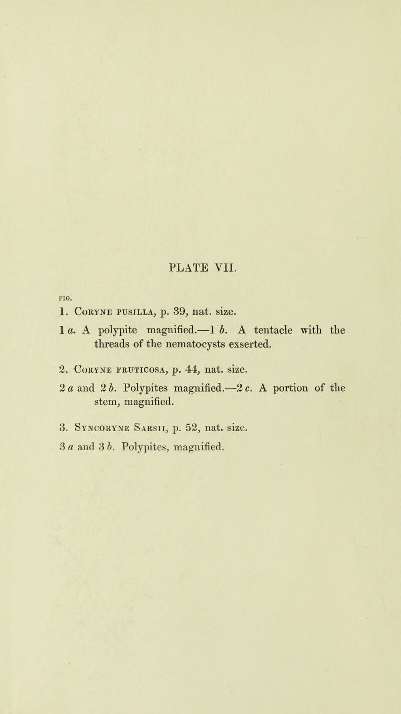 FIG. 1. CoRYNE PUsrLLA, p. 39, nat. size. 1 a. A polypite magnified.—1 b. A tentacle with the threads of the nematocysts exserted. 2. CoRYNE FRUTicosA, p. 44, nat. size. 2 a and 2 b. Polypites magnified.—2 c. A portion of the stem, magnified. 3. Syncoryne Sarsii, p. 52, nat. size. 3 a and 3 b, Polypites, magnified.