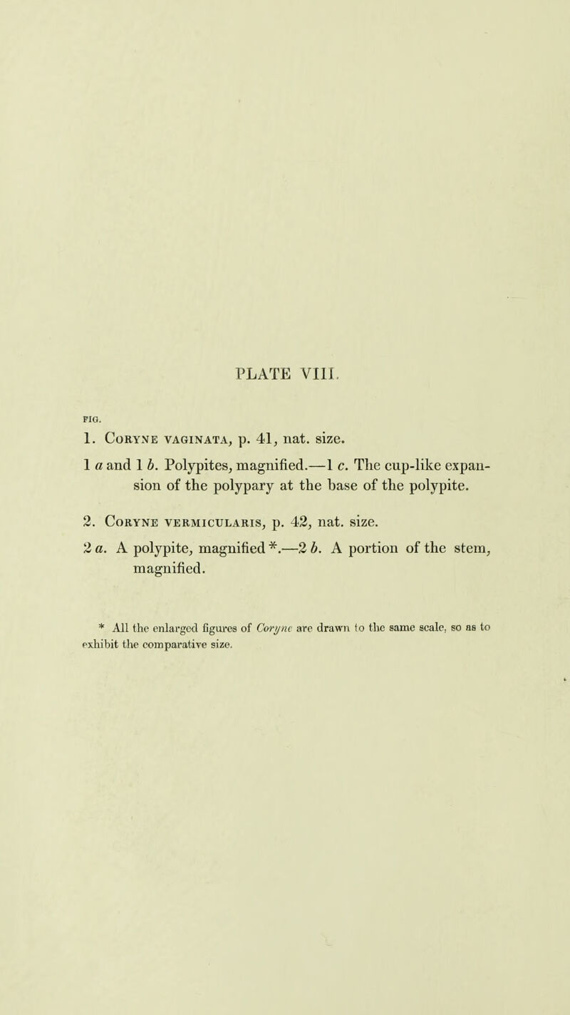 PIO. 1. CORYNE VAGINATA, p. 41, nat. sizC. 1 a and 1 b. Polypites, magnified.—1 c. The cup-like expan- sion of the polypary at the base of the polypite. 2. CoRYNE VERMicuLARis, p. 42, nat. size. 2 a. A polypite, magnified *.—2 b. A portion of the stem, magnified. * All the enlarged figures of Cori/iu are drawn lo the same scale, so as to pxhibit the comparative size.