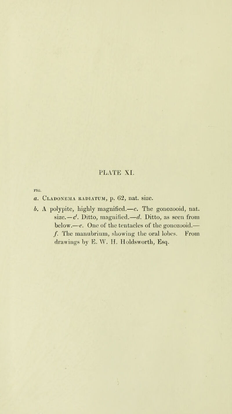 PIG. a. Cladonema radiatum, p. 62, nat. size. b. A polypite, liiglily magnified.—c. The goiiozooid, uat. size.—c'. Ditto, magnified.—d. Ditto, as seen from below.—c. One of the tentacles of the gonozooid.— /. The manubrium, showing the oral lobes. Prom drawings by E. W. H. Holdsworth, Esq.