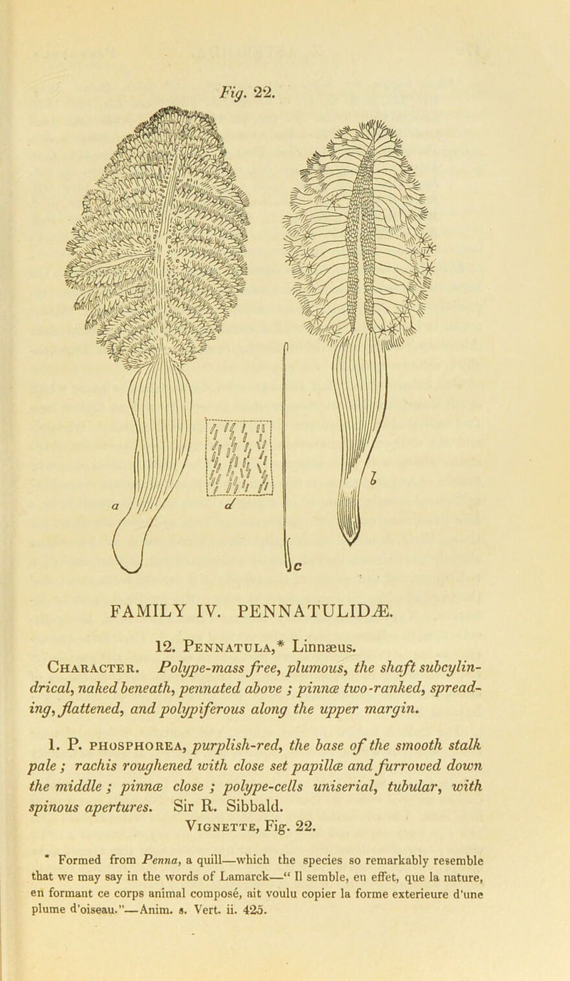 Fig. 22. FAMILY IV. PENNATULIDiE. 12. Pennatula,* Linnaeus. Character. Polype-mass free^ plumous, the shaft suhcylin- drical, naked beneath, pennated above ; pinnae two-ranked, spread- ing, flattened, and pohjpiferous along the upper margin. 1. P. phosphorea, purplish-red, the base of the smooth stalk pale ; rachis roughened with close set papillae and furrowed down the middle ; pinnae close ; polype-cells uniserial, tubular, with spinous apertures. Sir R. Sibbald. Vignette, Fig. 22. * Formed from Penna, a quill—which the species so remarkably resemble that we may say in the words of Lamarck—“ II semble, eu effet, que la nature, en formant ce corps animal compose, ait voulu copier la forme exterieure d'une plume d’oiseau.”—Anim. s. Vert. ii. 425.