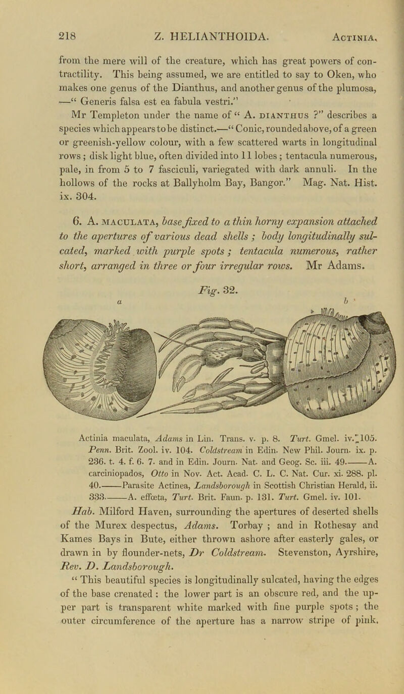 from the mere will of the creature, which has great powers of con- tractility. This being assumed, we are entitled to say to Oken, who makes one genus of the Dianthus, and another genus of the pluraosa, —“ Generis falsa est ea fabula vestri.” Mr Templeton under the name of “ A. dianthus ?” describes a species which appears to be distinct.—“Conic, rounded above, of a green or greenish-yellow colour, with a few scattered warts in longitudinal rows ; disk light blue, often divided into 11 lobes; tentacula numerous, pale, in from 5 to 7 fasciculi, variegated with dark annuli. In the hollows of the rocks at Ballyholm Bay, Bangor.” Mag. Nat. Hist, ix. 304. 6. A. MACULATA, base fixed to a thin horny expansion attached to the apertures of var ious dead shells ; body longitudinally sul- cated, marked with purple spots; tentacula numerous^ rather short, arranged in three or four irregular rows. Mr Adams. Fig. 32. h ' Actinia maculata, Adams in Lin. Trans, v. p. 8. Turt. Gmel. iv.”105. Penn. Brit. Zool. iv. 104. Coldstream in Edin. New Phil. Journ. ix. p. 2.36. t. 4. f. 6. 7. and in Edin. Journ. Nat and Geog. Sc. iii. 49 A. carciniopados, Otto in Nov. Act. Acad. C. L. C. Nat. Cur. xi. 288. pi. 40 Parasite Actinea, Landshorough in Scottish Christian Herald, ii. 333 A. effoeta, Turt- Brit. Faun. p. 131. Turt. Gmel. iv. 101. Hah. Milford Haven, surrounding the apertures of deserted shells of the Murex despectus, Adams. Torbay ; and in Rothesay and Karnes Bays in Bute, either thrown ashore after easterly gales, or drawn in by flounder-nets. Dr Coldstream. Stevenston, Ayrshire, Rev. D. Landshorough. “ This beautiful species is longitudinally sulcated, having the edges of the base crenated : the lower part is an obscure red, and the up- per part is transparent white marked with fine purple spots; the outer circumference of the aperture has a narrow stripe of pink.