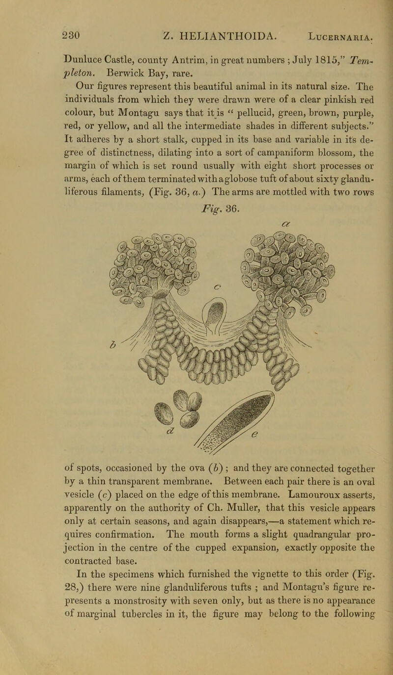 Dunluce Castle, county Antrim, in great numbers ; July 1815,” Tern- pleton, Berwick Bay, rare. Our figures represent this beautiful animal in its natural size. The individuals from which they were drawn were of a clear pinkish red colour, but Montagu says that it is “ pellucid, green, brown, purple, red, or yellow, and all the intermediate shades in different subjects.” It adheres by a short stalk, cupped in its base and variable in its de- gree of distinctness, dilating into a sort of campaniform blossom, the margin of which is set round usually with eight short processes or arms, each of them terminated withaglobose tuft of about sixty glandu- liferous filaments, (Fig. 36, «.) The arms are mottled with two rows Fig. 36. «r of spots, occasioned by the ova (6) ; and they are connected together by a thin transparent membrane. Between each pair there is an oval vesicle (c) placed on the edge of this membrane. Lamouroux asserts, apparently on the authority of Ch. Muller, that this vesicle appears only at certain seasons, and again disappears,—a statement which re- quires confirmation. The mouth forms a slight quadrangular pro- jection in the centre of the cupped expansion, exactly opposite the contracted base. In the specimens which furnished the vignette to this order (Fig. 28,) there were nine glanduliferous tufts ; and Montagu’s figure re- presents a monstrosity with seven only, but as there is no appearance of marginal tubei’cles in it, the figure may belong to the following