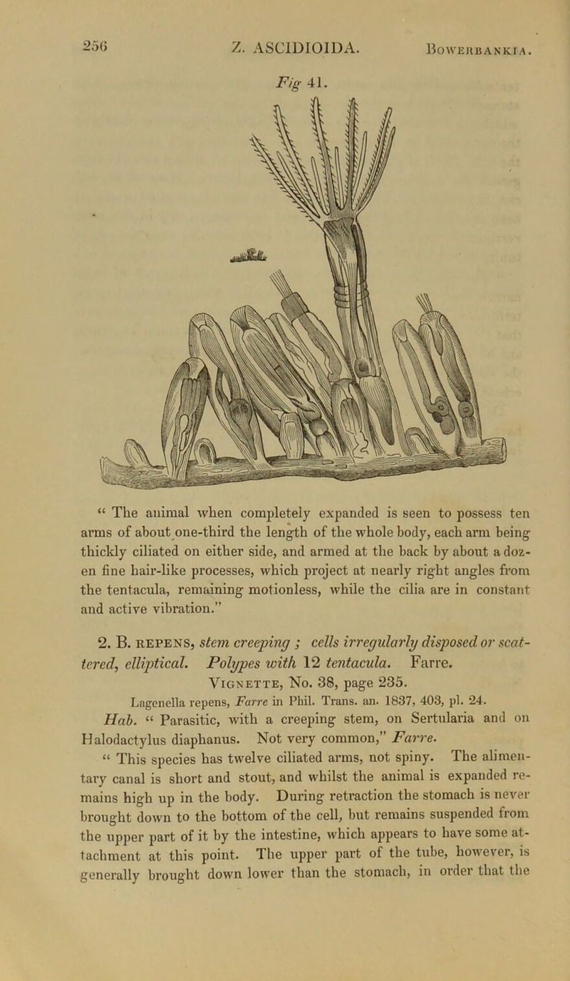 Fig 41. “ The animal when completely expanded is seen to possess ten arms of about one-third the length of the whole body, each arm being thickly ciliated on either side, and armed at the back by about a doz- en fine hair-like processes, which project at nearly right angles from the tentacula, remaining motionless, while the cilia are in constant and active vibration.” 2. B. REPENS, stem creeping ; cells irregularly disposed or scat- tered, elliptical. Polypes with 12 tentacula. Far re. Vignette, No. 38, page 235. Lngcnella repens, Farre in Phil. Trans, an. 1837, 403, pi. 24. Hab. “ Parasitic, with a creeping stem, on Sertularia and on H alodactylus diaphanus. Not very common,” Farre. “ This species has twelve ciliated arms, not spiny. The alimen- tary canal is short and stout, and whilst the animal is expanded re- mains high up in the body. During retraction the stomach is never brought down to the bottom of the cell, but remains suspended from the upper part of it by the intestine, which appears to have some at- tachment at this point. The upper part of the tube, however, is generally brought down lower than the stomach, in order that the