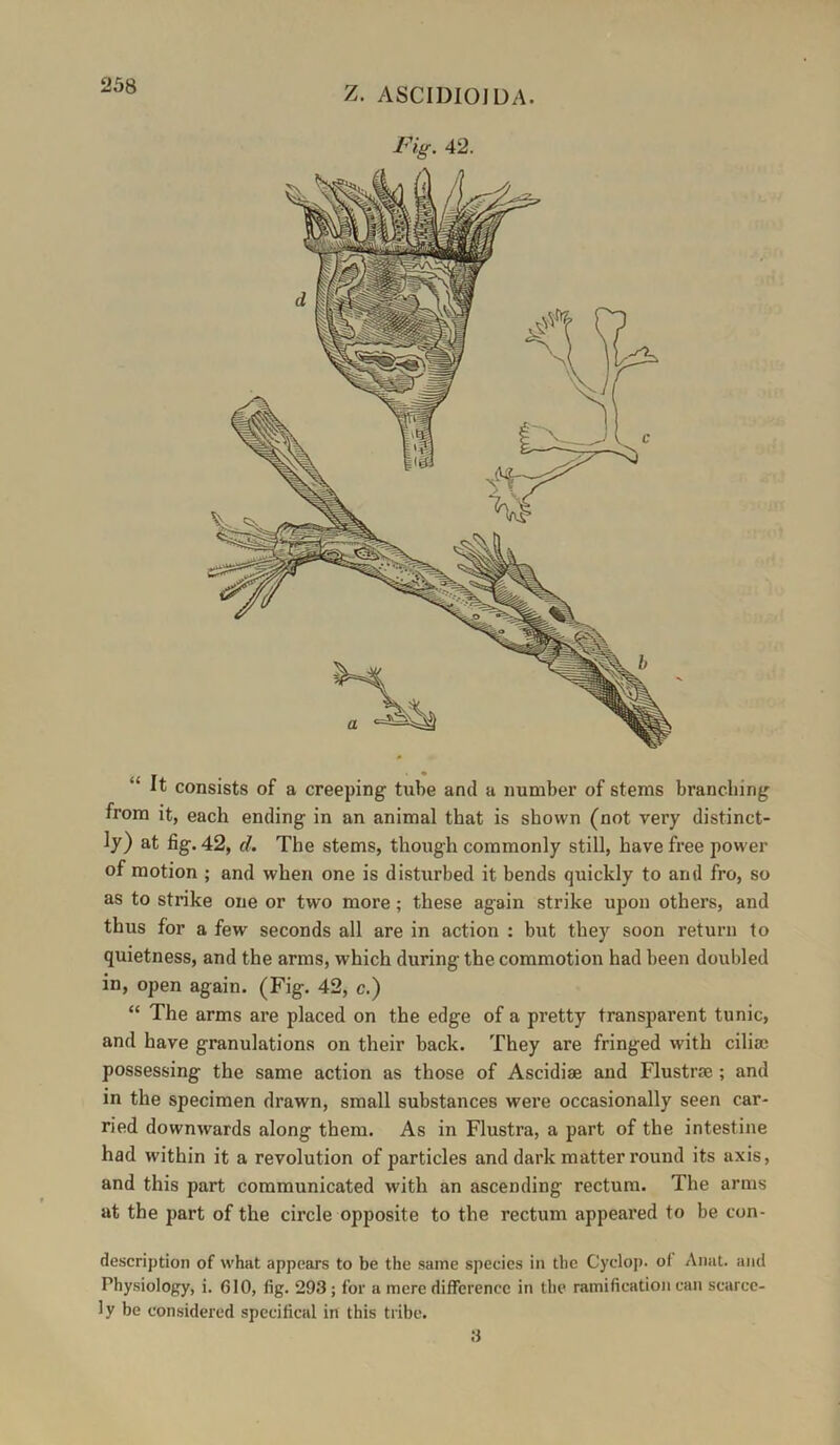 “ It consists of a creeping tube and a number of stems branching from it, each ending in an animal that is shown (not very distinct- ly) at fig. 42, d. The stems, though commonly still, have free power of motion ; and when one is disturbed it bends quickly to and fro, so as to strike one or two more; these again strike upon others, and thus for a few seconds all are in action : but they soon return to quietness, and the arms, which during the commotion had been doubled in, open again. (Fig. 42, c.) “ The arms are placed on the edge of a pretty transparent tunic, and have granulations on their back. They are fringed with cilia; possessing the same action as those of Ascidiae and Flustrae; and in the specimen drawn, small substances were occasionally seen car- ried downwards along them. As in Flustra, a part of the intestine had within it a revolution of particles and dark matter round its axis, and this part communicated with an ascending rectum. The arms at the part of the circle opposite to the rectum appeared to be con- description of what appears to be the same species in the Cyclop, ol Anat. and Physiology, i. 610, fig. 293; for a mere difference in the ramification can scarce- ly be considered specifical in this tribe. 3