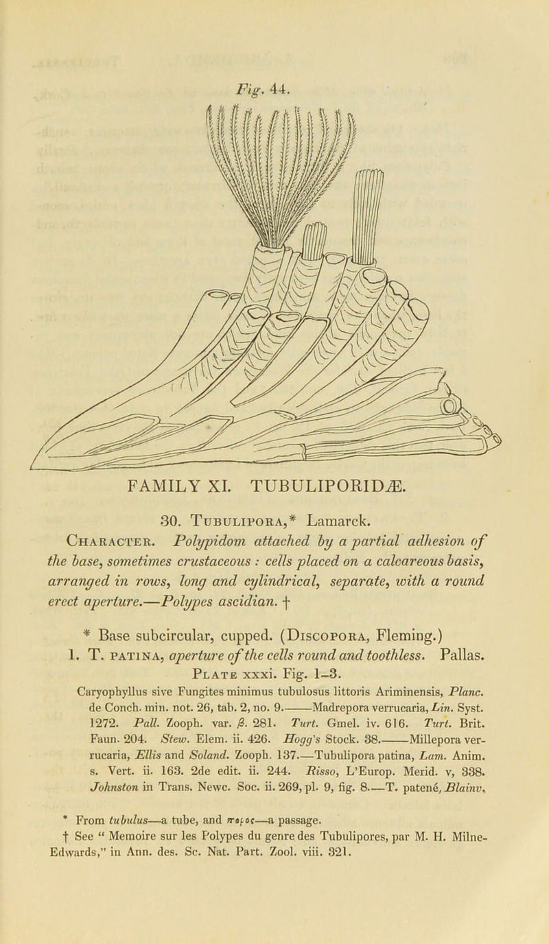 30. Tubulipora,* Lamarck. Character. Polypidom attached hy a partial adhesion of the base, sometimes crustaceous : cells placed on a calcareous basis, arranged in rows, long and cylindrical, separate, with a round erect aperture.—Polypes ascidian. f * Base subcircular, cupped. (Discopora, Fleming.) 1. T.vkti'^a, aperture ofthe cells round and toothless. Pallas. Plate xxxi. Fig. 1-3. Ciiryophyllus sive Fungites minimus tubulosus littoris Ariminensis, Plane. de Conch, min. not. 26, tab. 2, no. 9 Madrepora verrucaria, Lin. Syst. 1272. Pall. Zoopb. var. jS. 281. Turt. Gmel. iv. 616. Turt. Brit. Faun. 204. Stew. Elem. ii. 426. Hogg's Stock. 38. Millepora ver- rucaria, jE/bs and Soland. Zoopb. 137 Tubulipora patina, Lam. Anim. s. Vert. ii. 163. 2de edit. ii. 244. Risso, L’Europ. Merid. v, 338. Johnston in Trans. Newc. Soc. ii. 269, pi. 9, fig. 8—T. patene, Blainv, * From tubtilus—a tube, and frofac—a passage. t See “ Memoire sur les Polypes du genre des Tubulipores, par M. H. Milne-