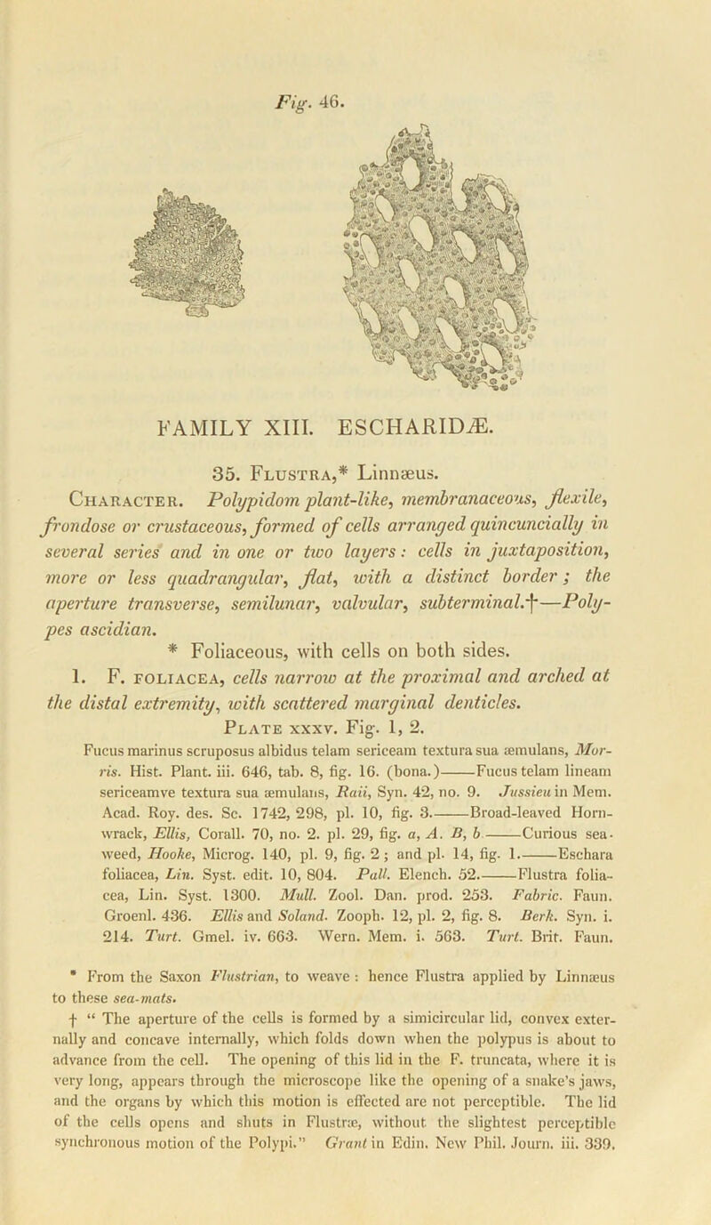 Fig. 46. FAMILY XIII. ESCHARIDtE. 35. Flustra,* Linnaeus. Character. Polypidom plant-like, membranaceous, Jiexile, frondose or crustaceous, formed of cells arranged quincuncially in several series and in one or two layers: cells in juxtaposition, more or less quadrangidar, fiat, with a distinct border; the aperture transverse, semilunar, valvular, subterminal.^f—Poly- pes ascidian. * Foliaceous, with cells on both sides. 1. F. FOLiACEA, cells narrolo at the proximal and arched at the distal extremity, with scattered marginal denticles. Plate xxxv. Fig-. 1, 2. Fucus marinus scruposus albidus telam sericeam textura sua semulans, Mor- ris. Hist. Plant, iii. 646, tab. 8, fig. 16. (bona.) Fucus telam lineani sericeamve textura sua Eemulans, Raii, Syn. 42, no. 9. Jussieu in Mem. Acad. Roy. des. Sc. 1742,298, pi. 10, fig. 3 Broad-leaved Horn- wrack, Ellis, Corall. 70, no. 2. pi. 29, fig. a, A. B, b Curious sea. weed, Hooke, Microg. 140, pi. 9, fig. 2; and pi- 14, fig. 1 Eschara foliacea, Lin. Syst. edit. 10, 804. Pall. Elench. 52 Flustra folia- cea, Lin. Syst. 1300. Mull. Zool. Dan. prod. 253. Fabric. Faun. Groenl. 436. Ellis Soland. Zoopb. 12, pi. 2, fig. 8. Berk. Syn. i. 214. Turt. Gmel. iv. 663. Wern. Mem. i. 563. Tui't. Brit. Faun. • From the Saxon Flustrian, to weave: hence Flustra applied by Linnaeus to these sea-mats. f “ The aperture of the cells is formed by a simicircular lid, convex exter- nally and concave internally, which folds down when the polypus is about to advance from the cell. The opening of this lid in the F. truncata, where it is very long, appears through the microscope like the opening of a snake’s jaws, and the organs by which this motion is elfected are not perceptible. The lid of the cells opens and shuts in Flustne, without the slightest perceptible synchronous motion of the Polypi.” Cr?-a«/in Edin. New Phil. Journ. iii. 339,