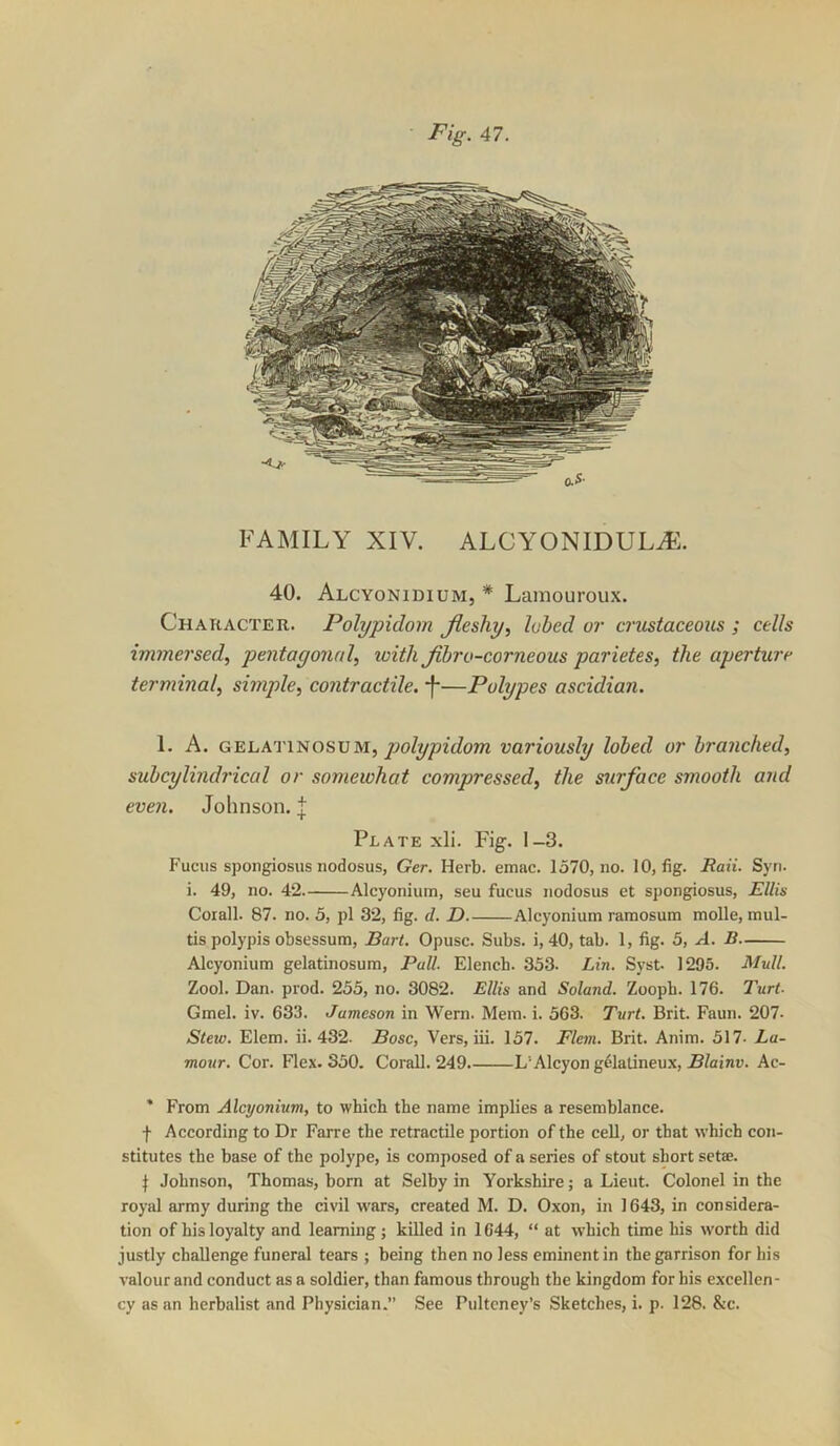 Fig. 47. •<F FAMILY XIV. ALCYONIDULiE. 40. Alcyonidium, * Lamouroux. Character. Polypidorn Jlcsliy, lohed or crustaceous ; cells immersed, pentagonal, with Jihro-corneous parietes, the aperture terminal, sbyiple, contractile. •!-—Polypes ascidian. 1. A. GELATINOSUM,variously lohed or branched, suhcylindrical or somewhat compressed, the surface smooth and even. Johnson. ;j: Plate xli. Fig-. 1-3. Fuciis spongiosus nodosus, Ger. Herb. emac. 1570, no. 10, fig. Rail. Syn. i. 49, no. 42. Alcyonium, sen fucus nodosus et spongiosus, Ellis Corall. 87. no. 5, pi 32, fig. d. D Alcyonium ramosum molle, mul- tis polypis obsessum, Bart. Opusc. Subs, i, 40, tab. 1, fig. 5, A. B Alcyonium gelatinosum. Pull. Elencb. 353. Lin. Syst 1295. Mull. Zool. Dan. prod. 255, no. 3082. Ellis and Soland. Zoopb. 176. ZwrL Gmel. iv. 633. Jameson in Wern. Mem. i. 563. Turt. Brit. Faun. 207. Stew. Elem. ii. 432. Bose, Vers, iii. 157. Flem. Brit. Anim. 517- La- mour. Cor. Flex. 350. Corail. 249. L’Alcyon g^latineux, J3/ainu. Ac- * From Alcyonium, to which the name implies a resemblance. f According to Dr Farre the retractile portion of the cell, or that which con- stitutes the base of the polype, is composed of a series of stout short setae. ^ Johnson, Thomas, born at Selby in Yorkshire; a Lieut. Colonel in the royal army during the civil wars, created M. D. Oxon, in 1643, in considera- tion of his loyalty and learning; killed in 1644, “ at which time his worth did justly challenge funeral tears ; being then no less eminent in the garrison for his valour and conduct as a soldier, than famous through the kingdom for his excellen- cy as an herbalist and Physician.” See Pultcney’s Sketches, i. p. 128. &c.