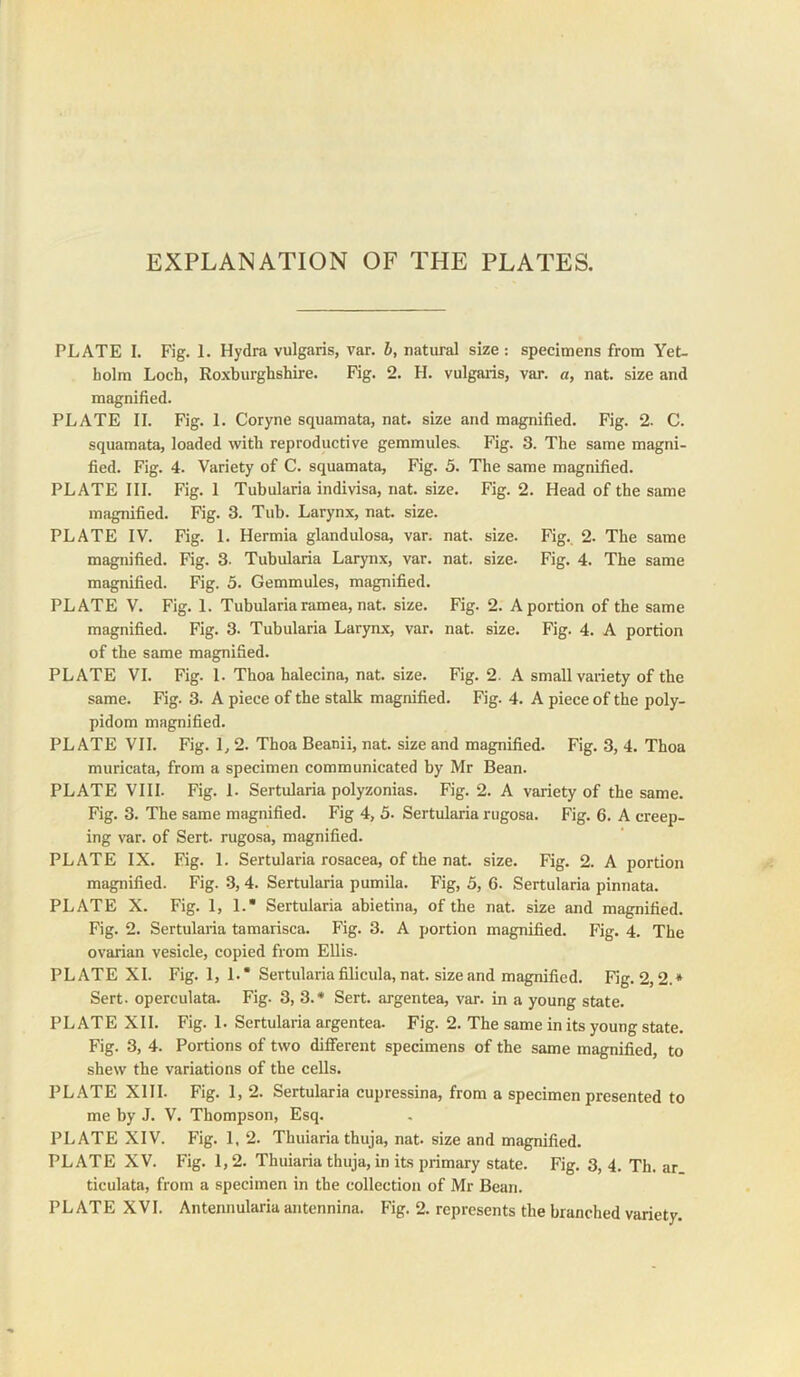 PLATE I. Fig. 1. Hydra vulgaris, var. h, natural size : specimens from Yet- holm Loch, Roxburghshire. Fig. 2. H. vulgaiis, var. a, nat. size and magnified. PLATE II. Fig. I. Coryne squamata, nat. size and magnified. Fig. 2. C. squamata, loaded with reproductive gemmules. Fig. 3. The same magni- fied. Fig. 4. Variety of C. squamata. Fig. 5. The same magnified. PLATE III. Fig. I Tubularia indivisa, nat. size. Fig. 2. Head of the same magnified. Fig. 3. Tub. Larynx, nat. size. PLATE IV. Fig. I. Hermia glandulosa, var. nat. size. Fig., 2. The same magnified. Fig. 3. Tubularia Larynx, var. nat. size. Fig. 4. The same magnified. Fig. 5. Gemmules, magnified. PLATE V. Fig. 1. Tubularia ramea, nat. size. Fig. 2. A portion of the same magnified. Fig. 3. Tubularia Larynx, var. nat. size. Fig. 4. A portion of the same magnified. PLATE VI. Fig. I. Thoa halecina, nat. size. Fig. 2. A small variety of the same. Fig. 3. A piece of the stalk magnified. Fig. 4. A piece of the poly- pidom magnified. PLATE VII. Fig. 1,2. Thoa Beanii, nat. size and magnified. Fig. 3, 4. Thoa muricata, from a specimen communicated by Mr Bean. PLATE VIII. Fig. I. Sertularia polyzonias. Fig. 2. A variety of the same. Fig. 3. The same magnified. Fig 4, 5. Sertularia rugosa. Fig. 6. A creep- ing var. of Sert. rugosa, magnified. PLATE IX. Fig. 1. Sertularia rosacea, of the nat. size. Fig. 2. A portion magnified. Fig. -3,4. Sertularia pumila. Fig, 5, 6. Sertularia pinnata. PLATE X. Fig. 1, 1.* Sertularia abietina, of the nat. size and magnified. Fig. 2. Sertularia tamarisca. Fig. 3. A portion magnified. Fig. 4. The ovarian vesicle, copied from Ellis. PLATE XL Fig. 1, L* Sertularia filicula, nat. size and magnified. Fig. 2,2.* Sert. operculata. Fig. 3, 3.* Sert. argentea, var. in a young state. PLATE XII. Fig. 1. Sertularia argentea. Fig. 2. The same in its young state. Fig. 3, 4. Portions of two different specimens of the same magnified, to shew the variations of the cells. PLATE Xlll. Fig. 1, 2. Sertularia cupressina, from a specimen presented to me by J. V. Thompson, Esq. PLATE XIV. Fig. 1, 2. Thuiaria thuja, nat. size and magnified. PLATE XV. Fig. 1,2. Thuiaria thuja, in its primary state. Fig. 3, 4. Th. ar ticulata, from a specimen in the collection of Mr Bean. PLATE XVI. Antennularia antennina. Fig. 2. represents the branched variety.