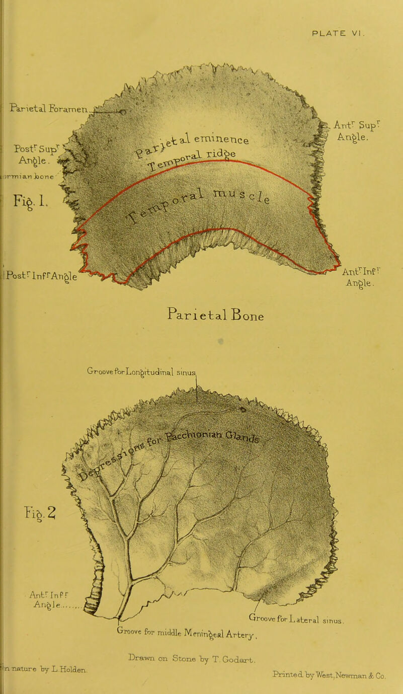 Parietal Foramen Postr Sup1 Atigle. iirmian joore Fig- F mtx-- - PostF].nf-rAngl ArfP Supr Angle. AnPInf’-' Angle. ParietalB one Groove for Longitudinal sinus AntrinP Angle Groove for Lateral smus. Groove for nuddle Meningeal Artery. n nature try L.Holden Drawn on Stone Toy T. Go dart. Print© A toy West, Newman & Co.