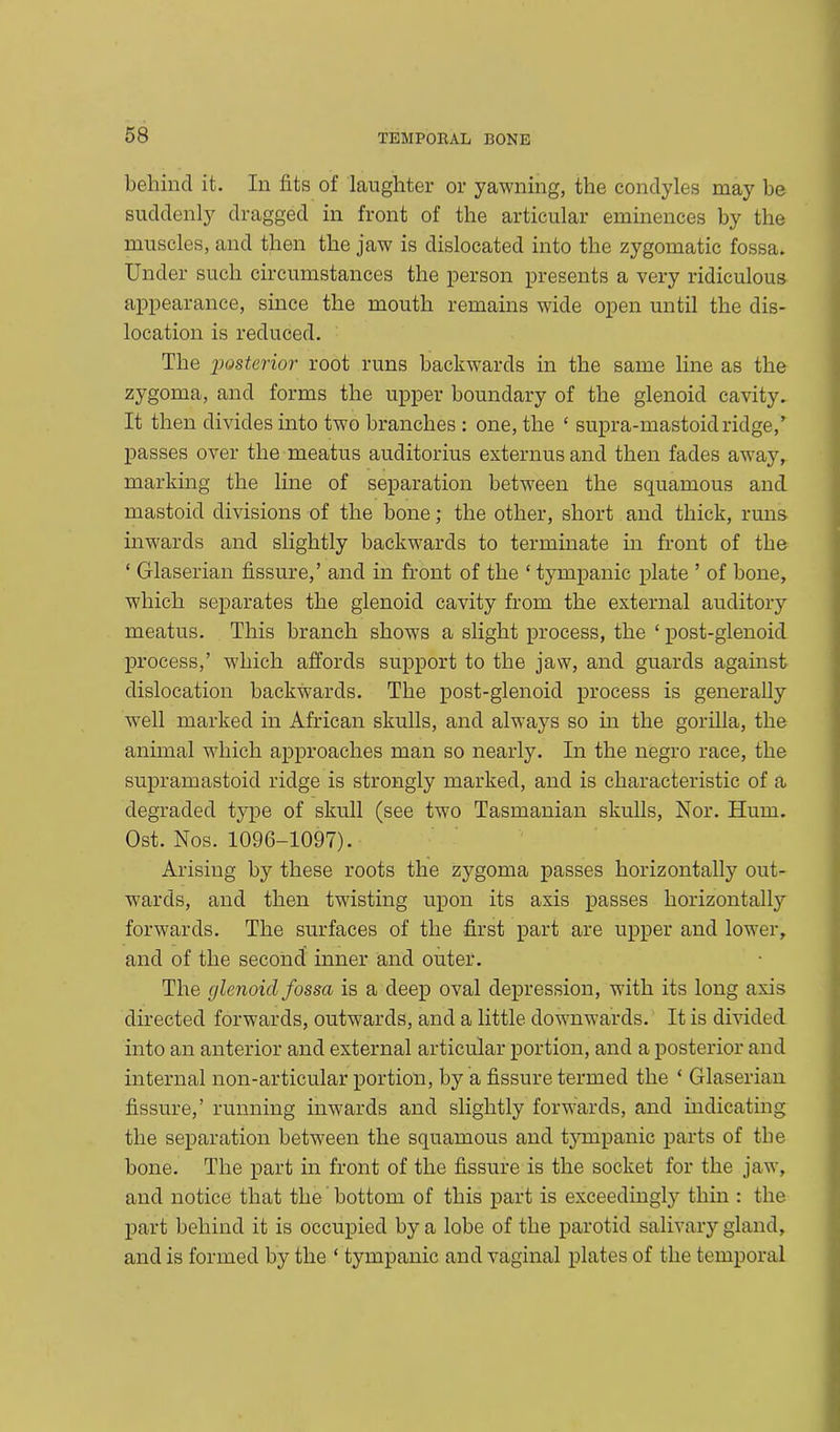 behind it. In fits of laughter or yawning, the condyles may be suddenly dragged in front of the articular eminences by the muscles, and then the jaw is dislocated into the zygomatic fossa. Under such circumstances the person presents a very ridiculous appearance, since the mouth remains wide open until the dis- location is reduced. The posterior root runs backwards in the same line as the zygoma, and forms the upper boundary of the glenoid cavity. It then divides into two branches : one, the ‘ supra-mastoid ridge/ passes over the meatus auditorius externus and then fades away, marking the line of separation between the squamous and mastoid divisions of the bone; the other, short and thick, runs inwards and slightly backwards to terminate in front of the ‘ Gflaserian fissure,’ and in front of the ‘ tympanic plate ’ of bone, which separates the glenoid cavity from the external auditory meatus. This branch shows a slight process, the ‘ post-glenoid process,’ which affords support to the jaw, and guards against dislocation backwards. The post-glenoid process is generally well marked in African skulls, and always so in the gorilla, the animal which approaches man so nearly. In the negro race, the supramastoid ridge is strongly marked, and is characteristic of a degraded type of skull (see two Tasmanian skulls, Nor. Hum. Ost. Nos. 1096-1097). Arising by these roots the zygoma passes horizontally out- wards, and then twisting upon its axis passes horizontally forwards. The surfaces of the first part are upper and lower, and of the second inner and outer. The glenoid fossa is a deep oval depression, with its long axis directed forwards, outwards, and a little downwards. It is divided into an anterior and external articular portion, and a posterior and internal non-articular portion, by a fissure termed the ‘ Glaserian fissure,’ running inwards and slightly forwards, and indicating the separation between the squamous and tympanic parts of the bone. The part in front of the fissure is the socket for the jaw, and notice that the bottom of this part is exceedingly thin : the part behind it is occupied by a lobe of the parotid salivary gland, and is formed by the ‘ tympanic and vaginal plates of the temporal
