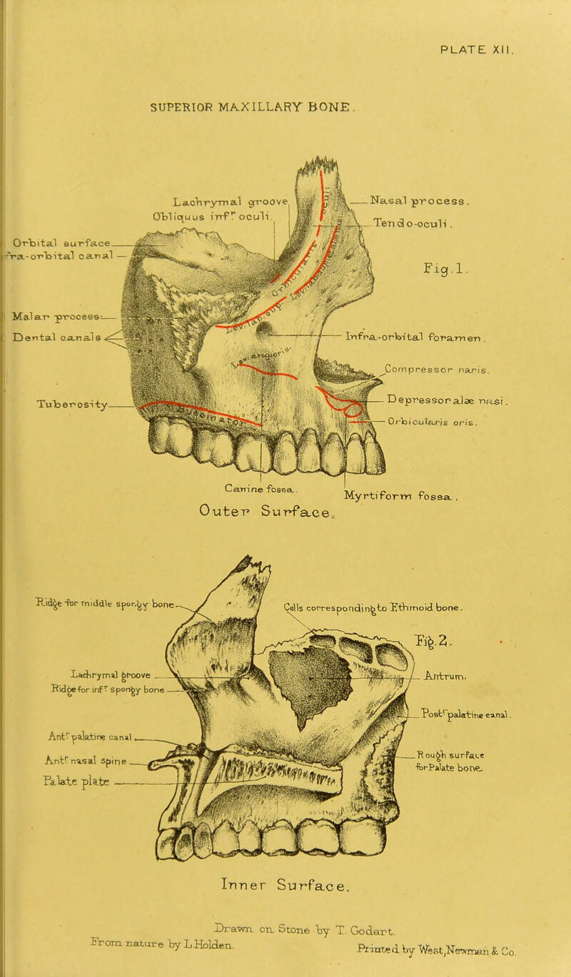 PLATE XII. SUPERIOR MA.X ILLARY BONE. Canine fossa. OuteT Surfa.ce Myrtiforrn fossa.. In fra.-orbital foramen. ompressor naris. Depressor alae nasi Orbicularis oris. Lachrymal groove Obliquus inf r oculi Orbital 8u -Va-orbital canal - Nasal process. Tencio-oculi. Malar process;— Dental canals Tuberosity Ridge for middle sporty bone Lachrymal groove Ridge for irrfr Spongy bone Posfcr palatine canal. Rough surface ■forPalate bone. Ant palatine canal Antt nasal spine Palate plate corresponding to Ethmoid bone. Antrum. Inner Surface. From nature hy L Holden JJrawn on btone by Printed by ‘Weat,Newman &'