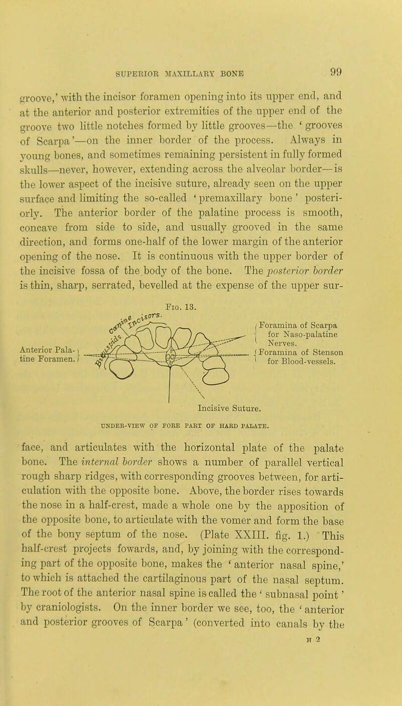 groove,’ with the incisor foramen opening into its upper end, and at the anterior and posterior extremities of the upper end of the groove two little notches formed by little grooves—the ‘ grooves of Scarpa’—on the inner border of the process. Always in young bones, and sometimes remaining persistent in fully formed skulls—never, however, extending across the alveolar border—is the lower aspect of the incisive suture, already seen on the upper surface and limiting the so-called ‘ premaxillary bone ’ posteri- orly. The anterior border of the palatine process is smooth, concave from side to side, and usually grooved in the same direction, and forms one-half of the lower margin of the anterior opening of the nose. It is continuous with the upper border of the incisive fossa of the body of the bone. The jJosterior border is thin, sharp, serrated, bevelled at the expense of the upper sur- face, and articulates with the horizontal plate of the palate bone. The internal border shows a number of parallel vertical rough sharp ridges, with corresponding grooves between, for arti- culation with the opposite bone. Above, the border rises towards the nose in a half-crest, made a whole one by the apposition of the ojiposite bone, to articulate with the vomer and form the base of the bony septum of the nose. (Plate XXIII. fig. 1.) This half-crest projects towards, and, by joining with the correspond- ing part of the opposite bone, makes the ‘ anterior nasal spine,’ to which is attached the cartilaginous part of the nasal septum. The root of the anterior nasal spine is called the ‘ subnasal point ’ by craniologists. On the inner border we see, too, the * anterior and posterior grooves of Scarpa ’ (converted into canals by the