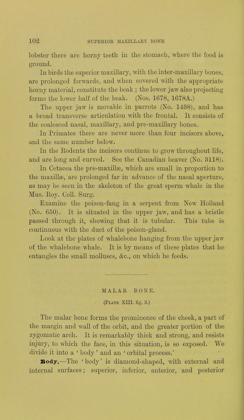 lobster there are horny teeth in the stomach, where the food is ground. In birds the superior maxillary, with the inter-maxillary bones, are prolonged forwards, and when covered with the appropriate horny material, constitute the beak ; the lower jaw also projecting forms the lower half of the beak. (Nos. 1678, 1678A.) The upper jaw is movable in parrots (No. 1438), and has a broad transverse articulation with the frontal. It consists of the coalesced nasal, maxillary, and pre-maxillary bones. In Primates there are never more than four incisors above, and the same number below. In the Rodents the incisors continue to grow throughout life, and are long and curved. See the Canadian beaver (No. 3118). In Cetacea the pre-maxillie, which are small in proportion to the maxillae, are prolonged far in advance of the nasal aperture, as may be seen in the skeleton of the great sperm whale in the Mus. Roy. Coll. Surg. Examine the poison-fang in a serpent from New Holland (No. 650). It is situated in the upper jaw, and has a bristle passed through it, showing that it is tubular. This tube is continuous with the duct of the poison-gland. Look at the plates of whalebone hanging from the upper jaw of the whalebone whale. It is by means of these plates that he entangles the small molluscs, &c., on which he feeds. MALAR BONE. (Plate XIII. fig. 3.) The malar bone forms the prominence of the cheek, a part of the margin and wall of the orbit, and the greater portion of the zygomatic arch. It is remarkably thick and strong, and resists injury, to which the face, in this situation, is so exposed. We divide it into a ‘ body ’ and an ‘ orbital process.’ Body.—The ‘body’ is diamond-shaped, with external and internal surfaces; superior, inferior, anterior, and posterior