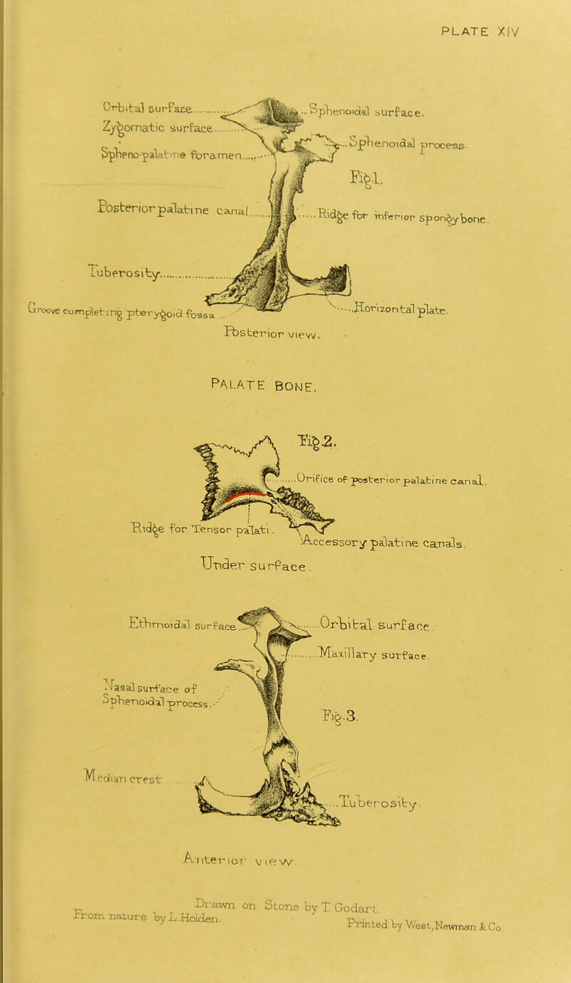 Orbital surface Zygomatic surface Spheno-palabne foramen Posterior palatine canal Luberosity Sphenoidal surface. ^■-....Sphenoidal process. Pib-1. Ridge for inferior spongy bone Groove completing pterygoid fossa ‘ * Horizontal plate. Pbsterior view. Palate bone. Orifice of posterior palatine canal. fridge for Tensor paLati Accessory palatine canals. Under surface. Drawn on Stone by T Godart rrom.Tiax.ure by L.Holden. p-, j i \Ar xt _ -Printed by West^Newman &Co