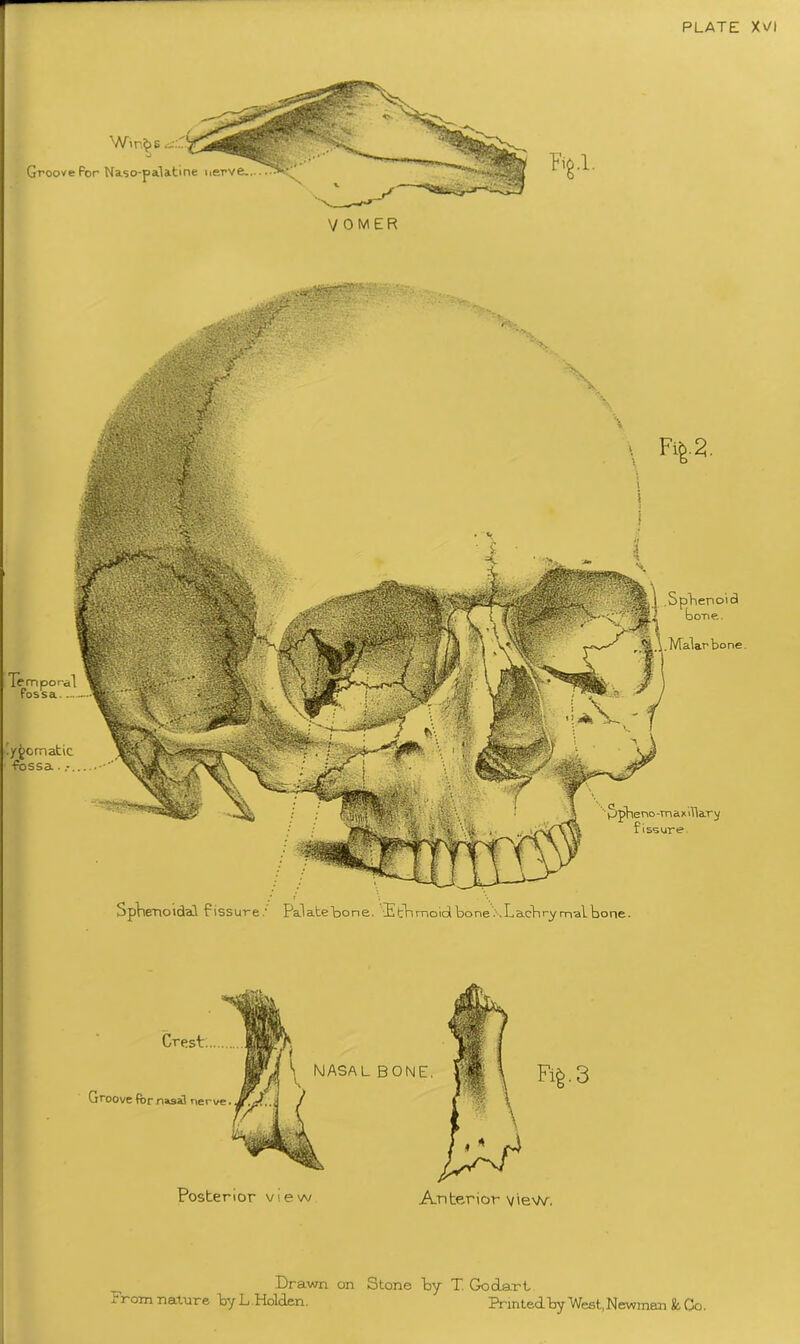 Win^s i.'.' Groove For Naso-palatine nerve.. VOMER Temporal fossa.... .ygcrnatic Fossa • .Sphenoid bone. Malar bone. Sphe no-maxillary fissure F%2. SpWnoidaf fissure.' Palatebone. Etbrnoidbone..Lachrymalbone. Drawn on From nature by L Holden. Stone by T. Go dart Printed by West, Newman & Co.