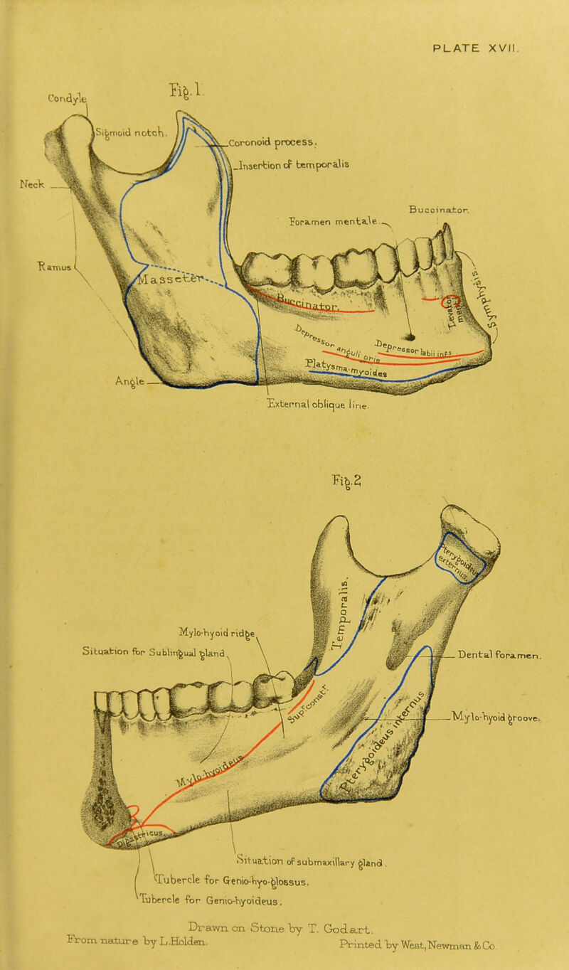 PLATE XVII. External oblique line. process. .Insertion op temporalis Buccinator. Neck TVlylo-byotcl groove. Situation op submaxillary gland . '■Tubercle for Genio-byo-glossus. Tubercle for Gemo-byoideus. Drawn on Stone by T. God art. From nature by L.Holden. Printed by West,Newman & Cc Mylo-Viyoici rid^e Situation for Sublingual 'gland Dental foramen.