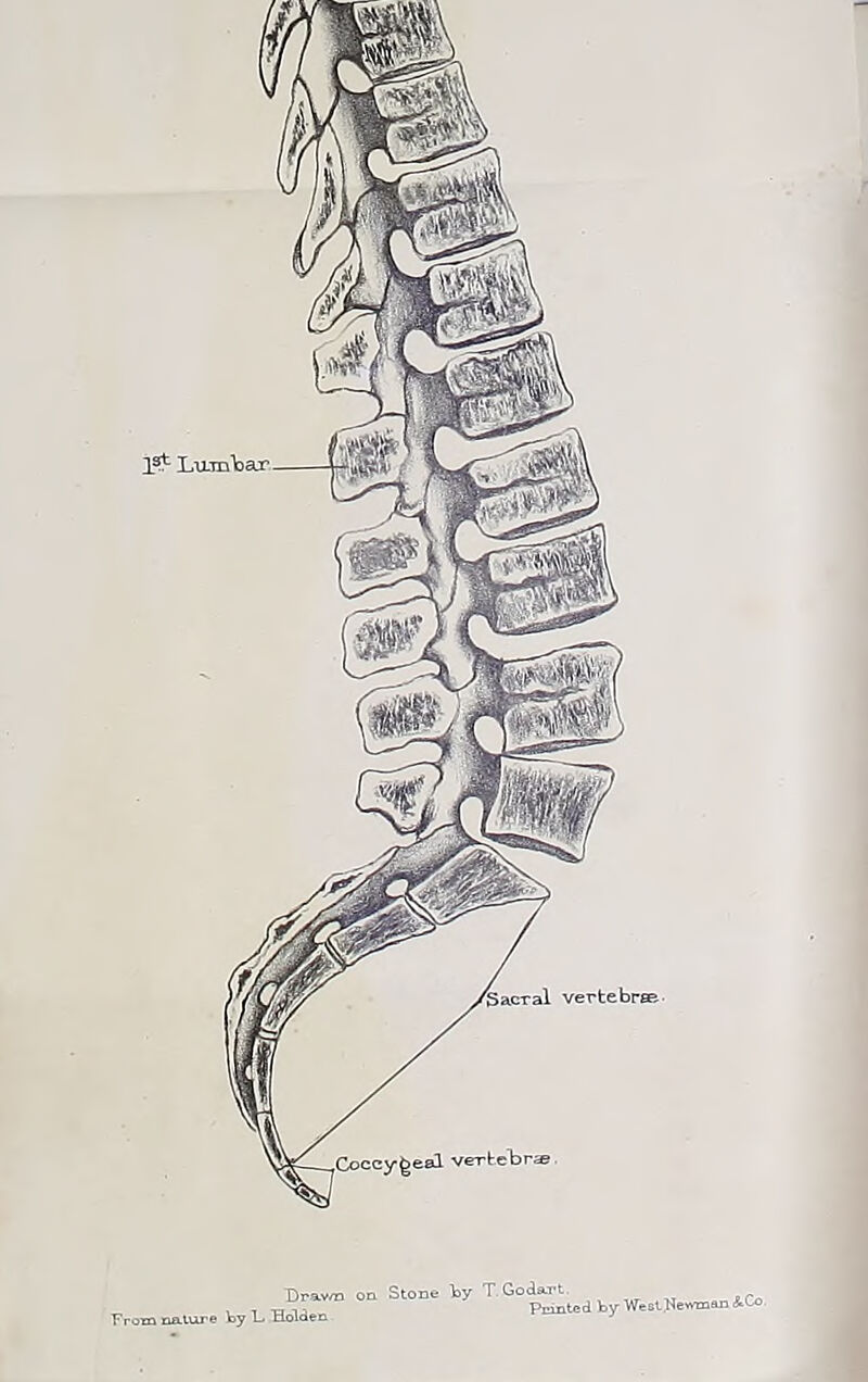 acTal vertebree Drawn From nature by L- Holden Stone by T.Godart. Pcinted by West [Newman