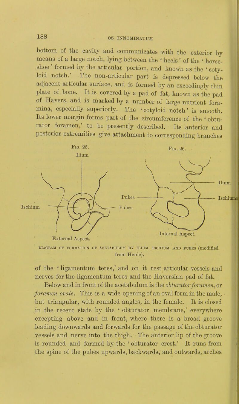 bottom of the cavity and communicates with the exterior by means of a large notch, lying between the ‘ heels ’ of the ‘ horse- shoe formed by the articular portion, and known as the ‘ coty- loid notch. The non-articular part is depressed below the adjacent articulai suilace, and is formed by an exceedingly thin plate ol bone. It is covered by a pad of fat, known as the pad of Havers, and is marked by a number of large nutrient fora- mina, especially superiorly. The ‘cotyloid notch’ is smooth. Its lower margin forms part of the circumference of the ‘ obtu- rator foramen,’ to be presently described. Its anterior and posterior extremities give attachment to corresponding branches of the ‘ ligamentum teres,’ and on it rest articular vessels and nerves for the ligamentum teres and the Haversian pad of fat. Below and in front of the acetabulum is the obturator foramen, or foramen ovale. This is a wide opening of an oval form in the male, but triangular, with rounded angles, in the female. It is closed in the recent state by the ‘ obturator membrane,’ everywhere excepting above and in front, where there is a broad groove leading downwards and forwards for the passage of the obturator vessels and nerve into the thigh. The anterior lip of the groove is rounded and formed by the ‘ obturator crest.’ It runs from the spine of the pubes upwards, backwards, and outwards, arches Ilium