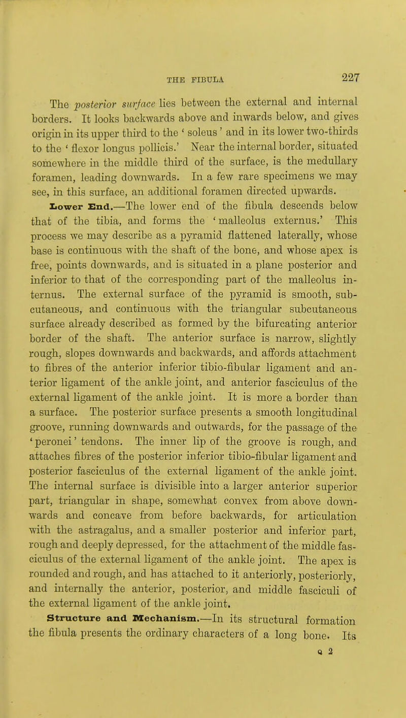 The posterior surface lies between the external and internal borders. It looks backwards above and inwards below, and gives origin in its upper third to the * soleus ’ and in its lower two-thirds to the ‘ flexor longus pollicis.’ Near the internal border, situated somewhere in the middle third of the surface, is the medullary foramen, leading downwards. In a few rare specimens we may see, in this surface, an additional foramen directed upwards. Lower End.—The lower end of the fibula descends below that of the tibia, and forms the * malleolus externus.’ This process we may describe as a pyramid flattened laterally, whose base is continuous with the shaft of the bone, and whose apex is free, points downwards, and is situated in a plane posterior and inferior to that of the corresponding part of the malleolus in- ternus. The external surface of the pyramid is smooth, sub- cutaneous, and continuous with the triangular subcutaneous surface already described as formed by the bifurcating anterior border of the shaft. The anterior surface is narrow, slightly rough, slopes downwards and backwards, and affords attachment to fibres of the anterior inferior tibio-fibular ligament and an- terior ligament of the ankle joint, and anterior fasciculus of the external ligament of the ankle joint. It is more a border than a surface. The posterior surface presents a smooth longitudinal groove, running downwards and outwards, for the passage of the ‘ peronei ’ tendons. The inner lip of the groove is rough, and attaches fibres of the posterior inferior tibio-fibular ligament and posterior fasciculus of the external ligament of the ankle joint. The internal surface is divisible into a larger anterior superior part, triangular in shape, somewhat convex from above down- wards and concave from before backwards, for articulation with the astragalus, and a smaller posterior and inferior part, rough and deeply depressed, for the attachment of the middle fas- ciculus of the external ligament of the ankle joint. The apex is rounded and rough, and has attached to it anteriorly, posteriorly, and internally the anterior, posterior, and middle fasciculi of the external ligament of the ankle joint. Structure and Mechanism.—In its structural formation the fibula presents the ordinary characters of a long bone. Its