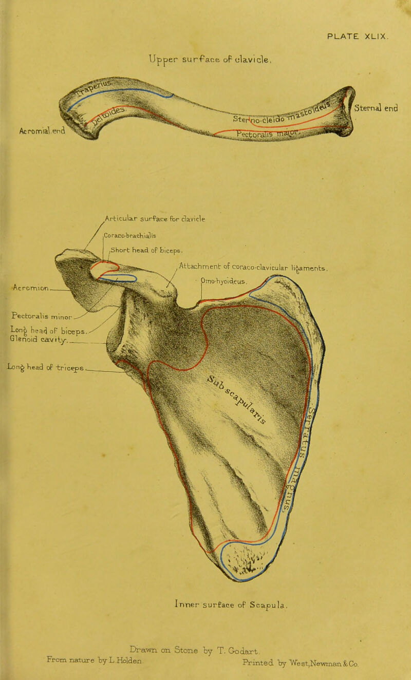 Upper surface of clavicle, Acromial end Sternal end Inner surface of Scapula. .Long Head op triceps Pectoralis minor Lon^ head of biceps Glenoid cavity. Acromion Short head Op biceps. Drawn on Stone by T. Go dart From nature by L Holden Printed by We st,Newman & Co