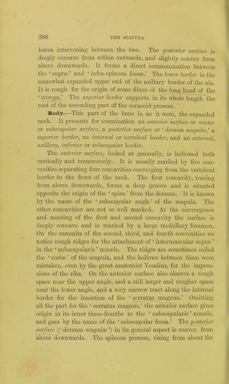 bursa intervening between the two. The jwsterior surface is deeply concave from within outwards, and slightly convex from above downwards. It forms a direct communication between the £ supra-’ and ‘ infra-spinous fossae.’ The lower border is the somewhat expanded upper end of the axillary border of the ala. It is rough for the origin of some fibres of the long head of the ‘ triceps.’ The superior border supports in its whole length the root of the ascending part of the coracoid process. Body.—This part of the bone is, as it were, the expanded neck. It presents for examination an anterior surface or venter or subscapular surface, a posterior surface or ‘ dorsum scapulce,’ a superior border, an internal or vertebral border, and an external, axillary, inferior or subscapular border. The anterior surface, looked at generally, is hollowed both vertically and transversely. It is usually marked by five con- vexities separating four concavities converging from the vertebral border to the front of the neck. The first concavity, tracing from above downwards, forms a deep groove and is situated opposite the origin of the £ spine ’ from the dorsum. It is known by the name of the ‘ subscapular angle ’ of the scapula. The other concavities are not so well marked. At the convergence and meeting of the first and second concavity the surface is deeply concave and is marked by a large medullary foramen. On the summits of the second, third, and fourth convexities we notice rough ridges for the attachment of ‘ intermuscular septae ’ in the ‘ sub scapular is ’ muscle. The ridges are sometimes called the £ cost® ’ of the scapula, and the hollows between them were mistaken, even by the great anatomist Yesalius, for the impres- sions of the ribs. On the anterior surface also observe a rough space near the upper angle, and a still larger and rougher space near the lower angle, and a very narrow tract along the internal border for the insertion of the £ serratus inagnus.’ Omitting all the part for the £ serratus magnus,’ the anterior surface gives origin in its inner three-fourths to the £ subscapularis ’ muscle, and goes by the name of the £ subscapular fossa.’ The posterior surface (£ dorsum scapulae ’) in its general aspect is convex from above downwards. The spinous process, rising from about the