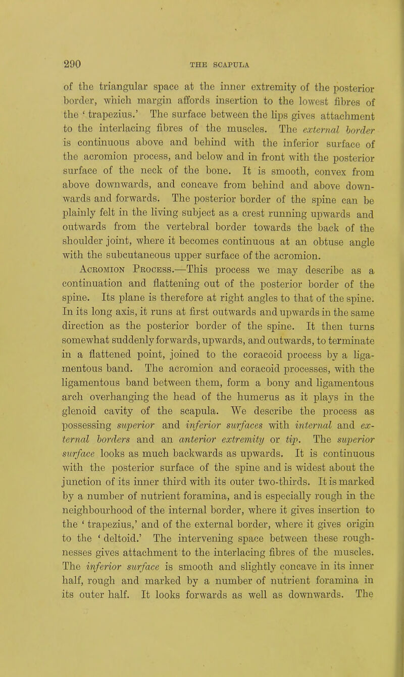 of the triangular space at the inner extremity of the posterior border, which margin affords insertion to the lowest fibres of the ‘ trapezius.’ The surface between the lips gives attachment to the interlacing fibres of the muscles. The external border is continuous above and behind with the inferior surface of the acromion process, and below and in front with the posterior surface of the neck of the bone. It is smooth, convex from above downwards, and concave from behind and above down- wards and forwards. The posterior border of the spine can be plainly felt in the living subject as a crest running upwards and outwards from the vertebral border towards the back of the shoulder joint, where it becomes continuous at an obtuse angle with the subcutaneous upper surface of the acromion. Acromion Process.—This process we may describe as a continuation and flattening out of the posterior border of the spine. Its plane is therefore at right angles to that of the spine. In its long axis, it runs at first outwards and upwards in the same direction as the posterior border of the spine. It then turns somewhat suddenly forwards, upwards, and outwards, to terminate in a flattened point, joined to the coracoid process by a liga- mentous band. The acromion and coracoid processes, with the ligamentous band between them, form a bony and ligamentous arch overhanging the head of the humerus as it plays in the glenoid cavity of the scapula. We describe the process as possessing superior and inferior surfaces with interned and ex- ternal borders and an anterior extremity or tip. The superior surface looks as much backwards as upwards. It is continuous with the posterior surface of the spine and is widest about the junction of its inner third with its outer two-thirds. It is marked by a number of nutrient foramina, and is especially rough in the neighbourhood of the internal border, where it gives insertion to the * trapezius,’ and of the external border, where it gives origin to the * deltoid.’ The intervening space between these rough- nesses gives attachment to the interlacing fibres of the muscles. The inferior surface is smooth and slightly concave in its inner half, rough and marked by a number of nutrient foramina in its outer half. It looks forwards as well as downwards. The
