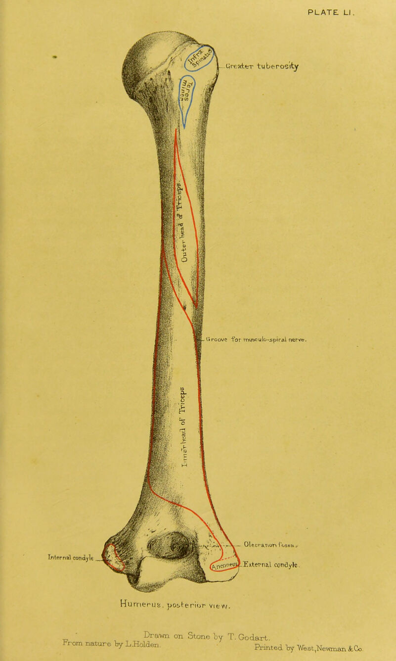 liroot/c for fnusculo-spirat nerve. Urc5ctfcT tuberosity Internal condyle Olecranon Cosbh, Enternal condyle Humerus, posterior vitv\;. Drawn on Stone by From nature by L .Holden. T. Go dart. Printed, by West,Newman &Co.