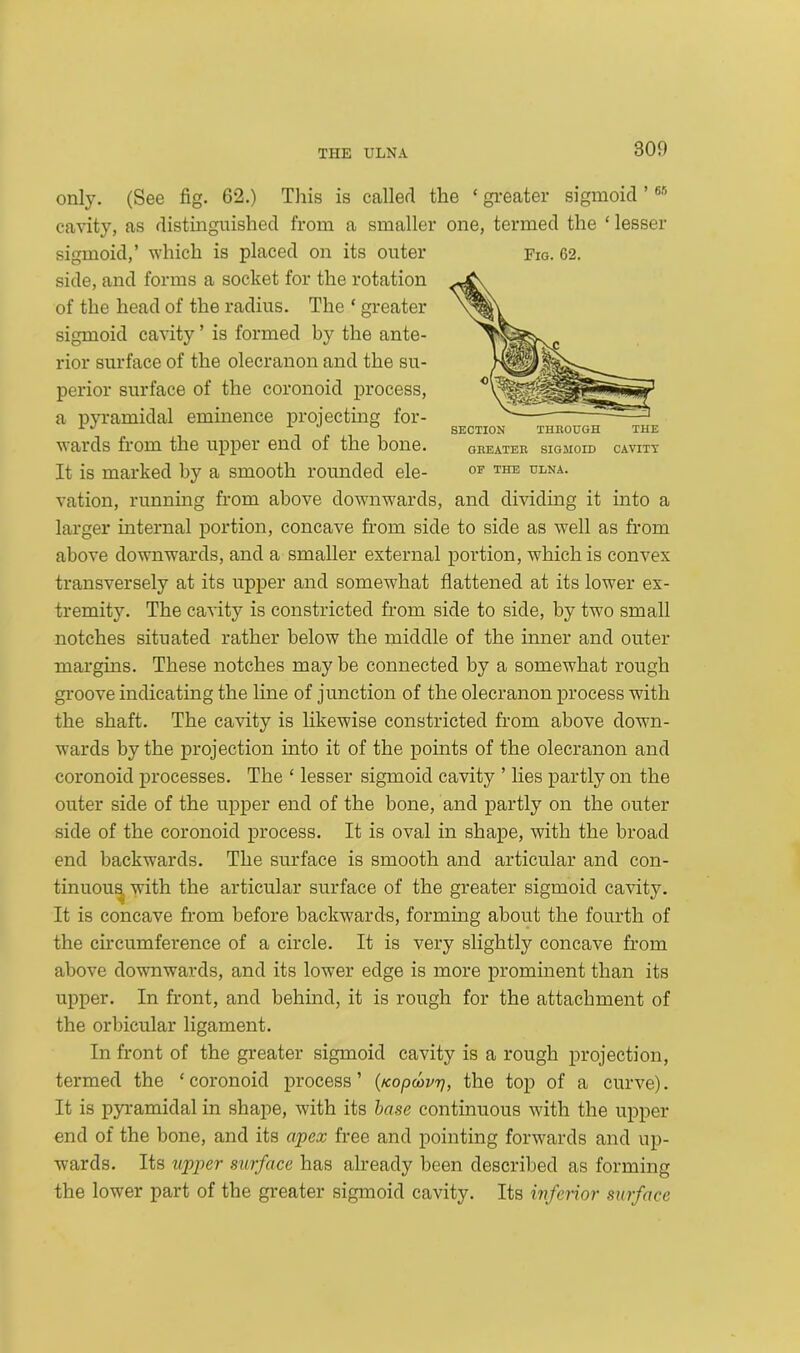 OF THE ULNA. only. (See fig. 62.) This is called the ‘ greater sigmoid ’65 cavity, as distinguished from a smaller one, termed the ‘ lesser sigmoid,’ which is placed on its outer Fig. 62. side, and forms a socket for the rotation of the head of the radius. The ‘ greater sigmoid cavity ’ is formed by the ante- rior surface of the olecranon and the su- perior surface of the coronoid process, a pyramidal eminence projecting for- wards from the upper end of the bone. It is marked by a smooth rounded ele- vation, running from above downwards, and dividing it into a larger internal portion, concave from side to side as well as from above downwards, and a smaller external portion, which is convex transversely at its upper and somewhat flattened at its lower ex- tremity. The cavity is constricted from side to side, by two small notches situated rather below the middle of the inner and outer margins. These notches may be connected by a somewhat rough groove indicating the line of junction of the olecranon process with the shaft. The cavity is likewise constricted from above down- wards by the projection into it of the points of the olecranon and coronoid processes. The ‘ lesser sigmoid cavity ’ lies partly on the outer side of the upper end of the bone, and partly on the outer side of the coronoid process. It is oval in shape, with the broad end backwards. The surface is smooth and articular and con- tinuous with the articular surface of the greater sigmoid cavity. It is concave from before backwards, forming about the fourth of the circumference of a circle. It is very slightly concave from above downwards, and its lower edge is more prominent than its upper. In front, and behind, it is rough for the attachment of the orbicular ligament. In front of the greater sigmoid cavity is a rough projection, termed the ‘coronoid process’ (icopwvr], the top of a curve). It is pyramidal in shape, with its base continuous with the upper end of the bone, and its apex free and pointing forwards and up- wards. Its upper surface has already been described as forming the lower part of the greater sigmoid cavity. Its inferior surface