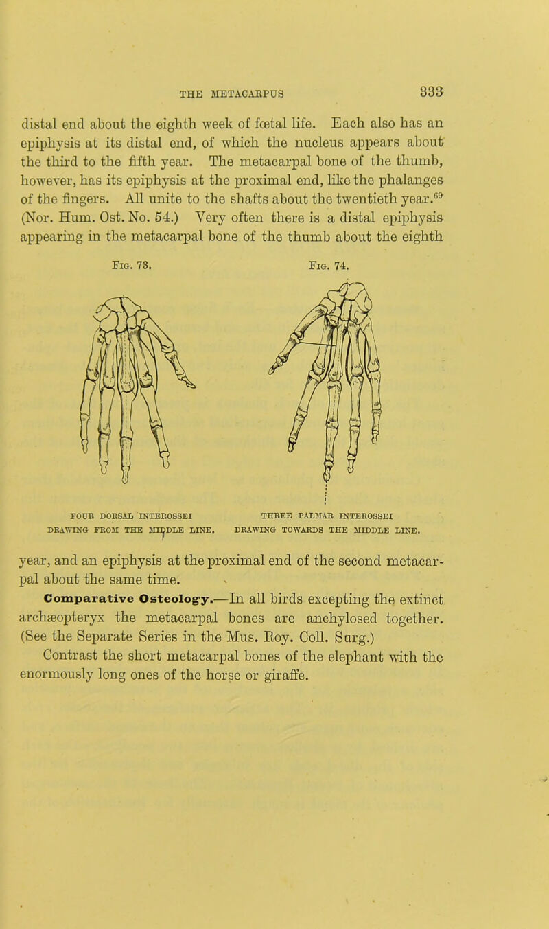 distal end about the eighth week of foetal life. Each also has an epiphysis at its distal end, of which the nucleus appears about the third to the fifth year. The metacarpal bone of the thumb, however, has its epiphysis at the proximal end, like the phalanges of the fingers. All unite to the shafts about the twentieth year.® (Nor. Hum. Ost. No. 54.) Very often there is a distal epiphysis appearing in the metacarpal bone of the thumb about the eighth Fig. 73. Fig. 74. year, and an epiphysis at the proximal end of the second metacar- pal about the same time. Comparative Osteology.—In all birds excepting the extinct archaeopteryx the metacarpal bones are anchylosed together. (See the Separate Series in the Mus. Roy. Coll. Surg.) Contrast the short metacarpal bones of the elephant with the enormously long ones of the horse or giraffe.