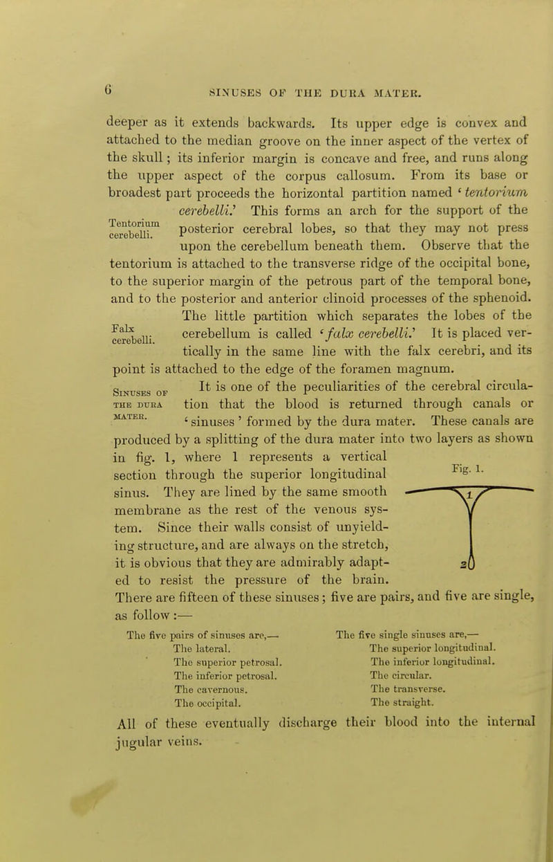 deeper as it extends backwards. Its upper edge is convex and attached to the median groove on the inner aspect of the vertex of the skull; its inferior margin is concave and free, and runs along the upper aspect of the corpus callosum. From its base or broadest part proceeds the horizontal partition named ' tentorium cerehellV This forms an arch for the support of the cerebeUi'^ posterior cerebral lobes, so that they may not press upon the cerebellum beneath them. Observe that the tentorium is attached to the transverse ridge of the occipital bone, to the superior margin of the petrous part of the temporal bone, and to the posterior and anterior clinoid processes of the sphenoid. The little partition which separates the lobes of the ■^^^ „. cerebellum is called ' falx cerehellV It is placed ver- cerebelii. •' ^ ^ . tically in the same line with the falx cerebri, and its point is attached to the edge of the foramen magnum. Sinuses of peculiarities of the cerebral circula- THE DOTiA tion that the blood is returned through canals or ' sinuses ' formed by the dura mater. These canals are produced by a splitting of the dura mater into two layers as shown in fig. 1, where 1 represents a vertical section through the superior longitudinal ^' sinus. They are lined by the same smooth —  membrane as the rest of the venous sys- tem. Since their walls consist of unyield- ing structure, and are always on the stretch, it is obvious that they are admirably adapt- ed to resist the pressure of the brain. There are fifteen of these sinuses; five are pairs, and five are single, as follow:— The five pairs of sinuses arc,— The five single sinuses are,— The lateral. The superior longitudinal. The superior petrosal. The inferior longitudinal. The inferior petrosal. The circular. The cavernous. The transverse. The occipital. The straight. All of these eventually discharge their blood into the internal jugular vein.s. t