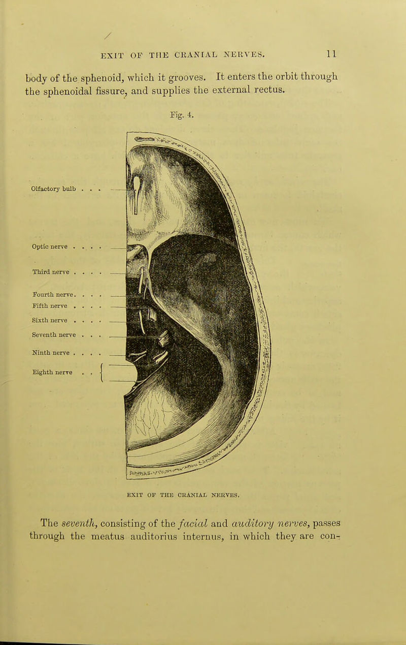 / EXIT OF THE CKANFAL NERVES. 11 body of the sphenoid, which it grooves. It enters the orbit through the sphenoidal fissure, and supplies the external rectus. Fig. 4. Olfactory bulb . . Optic nerve . . . Third nerve , . . Fourth nerve. . . Fifth nerve . . . Sixth nerve . . . Seventh nerve . . Ninth nerve . . , Eighth nerve . . EXIT OF THE CHANIAL NEHTBS. The seventh, consisting of the facial and auditory nerves, passes through the meatus auditorius internus, in which they are con-;